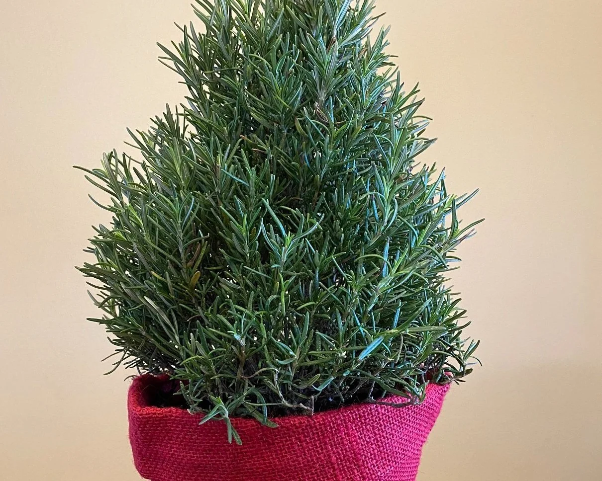 Add Rosemary to This Year’s Holiday Season