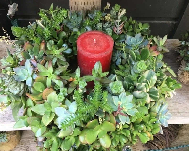 Dress up the Holidays with Succulents