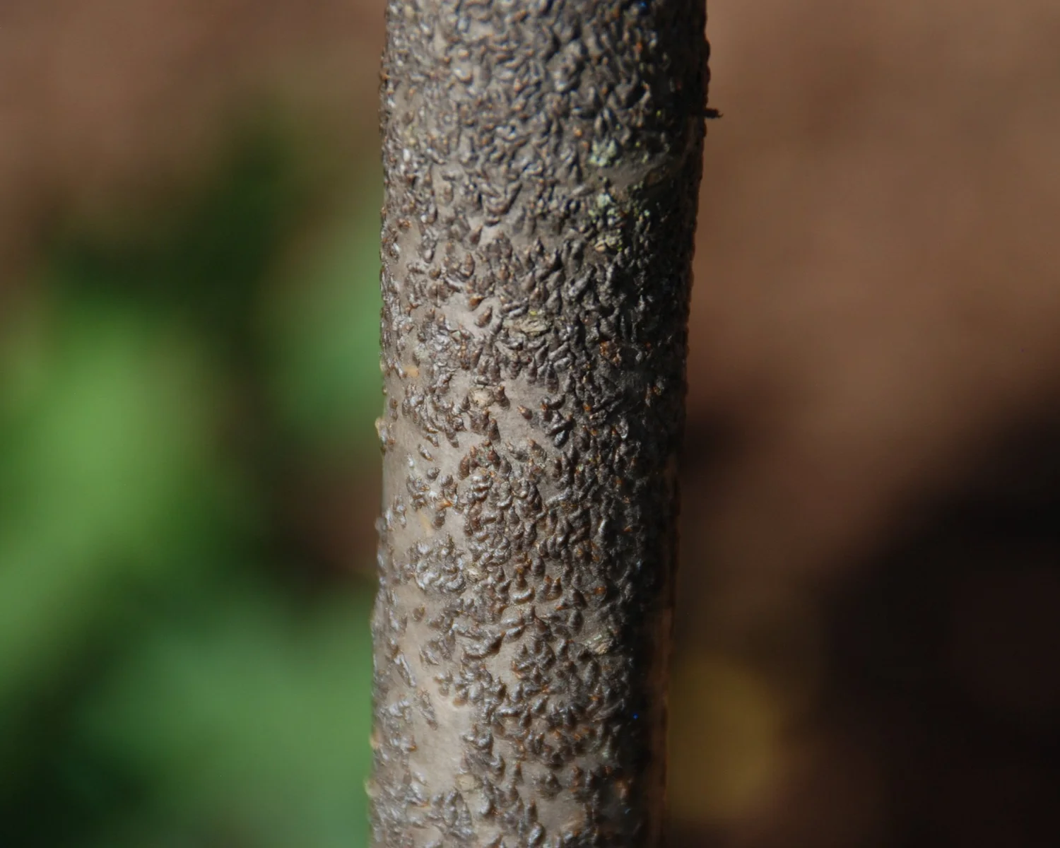 Manage Plant Pests This Winter