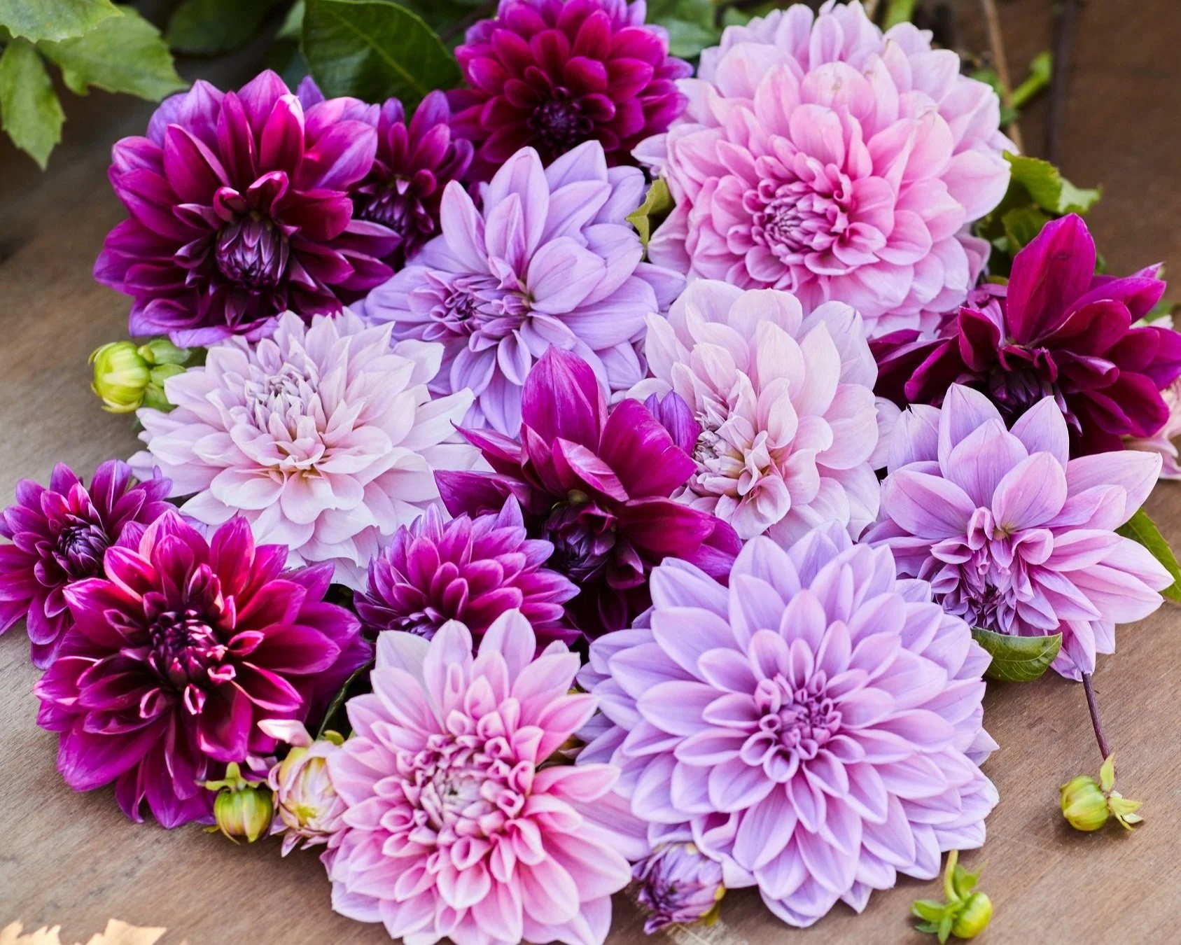 Dahlia Combinations for Gardens and Bouquets