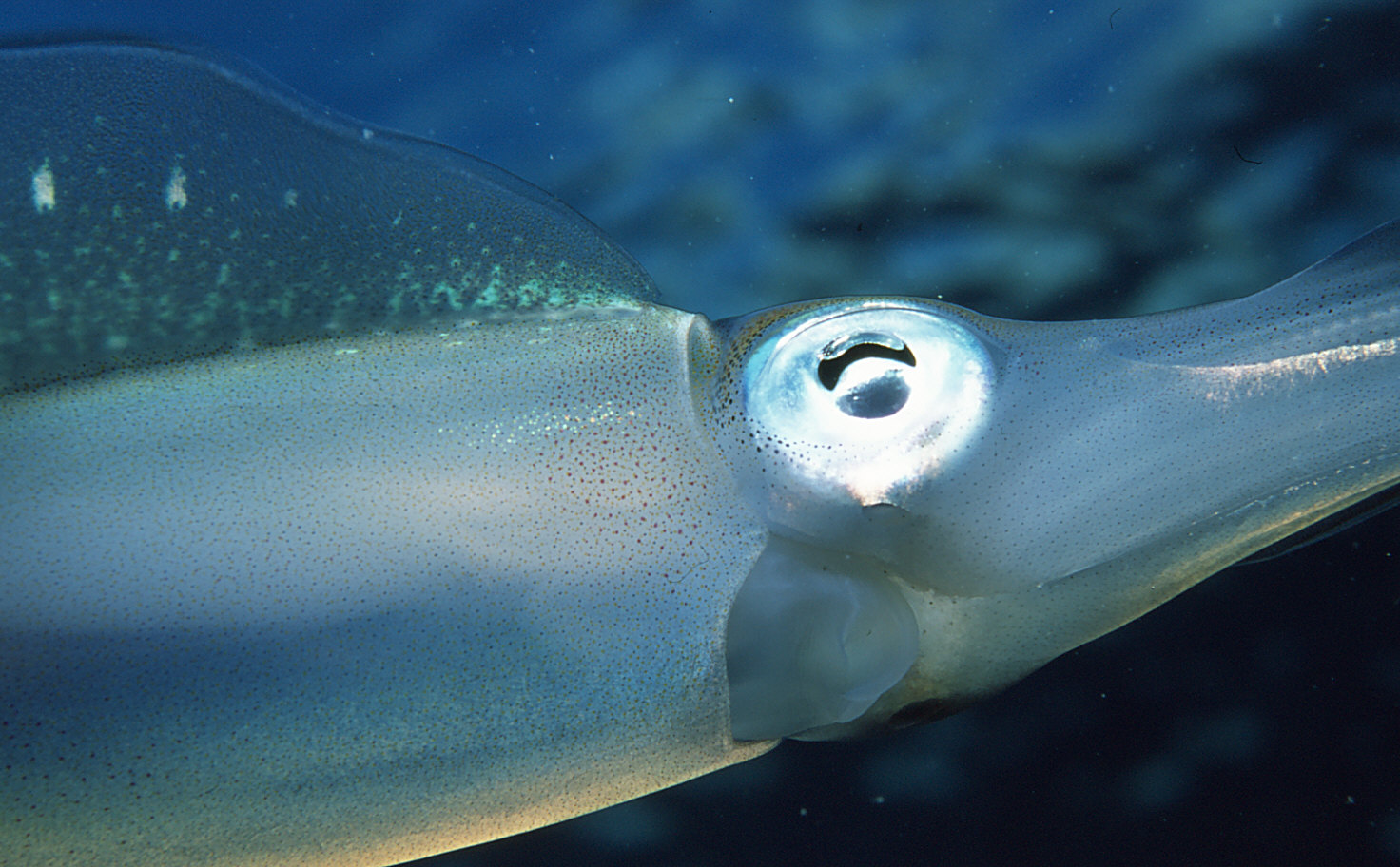 Bonaire Reef Squid, Copyright Andrew Snowhite.jpg