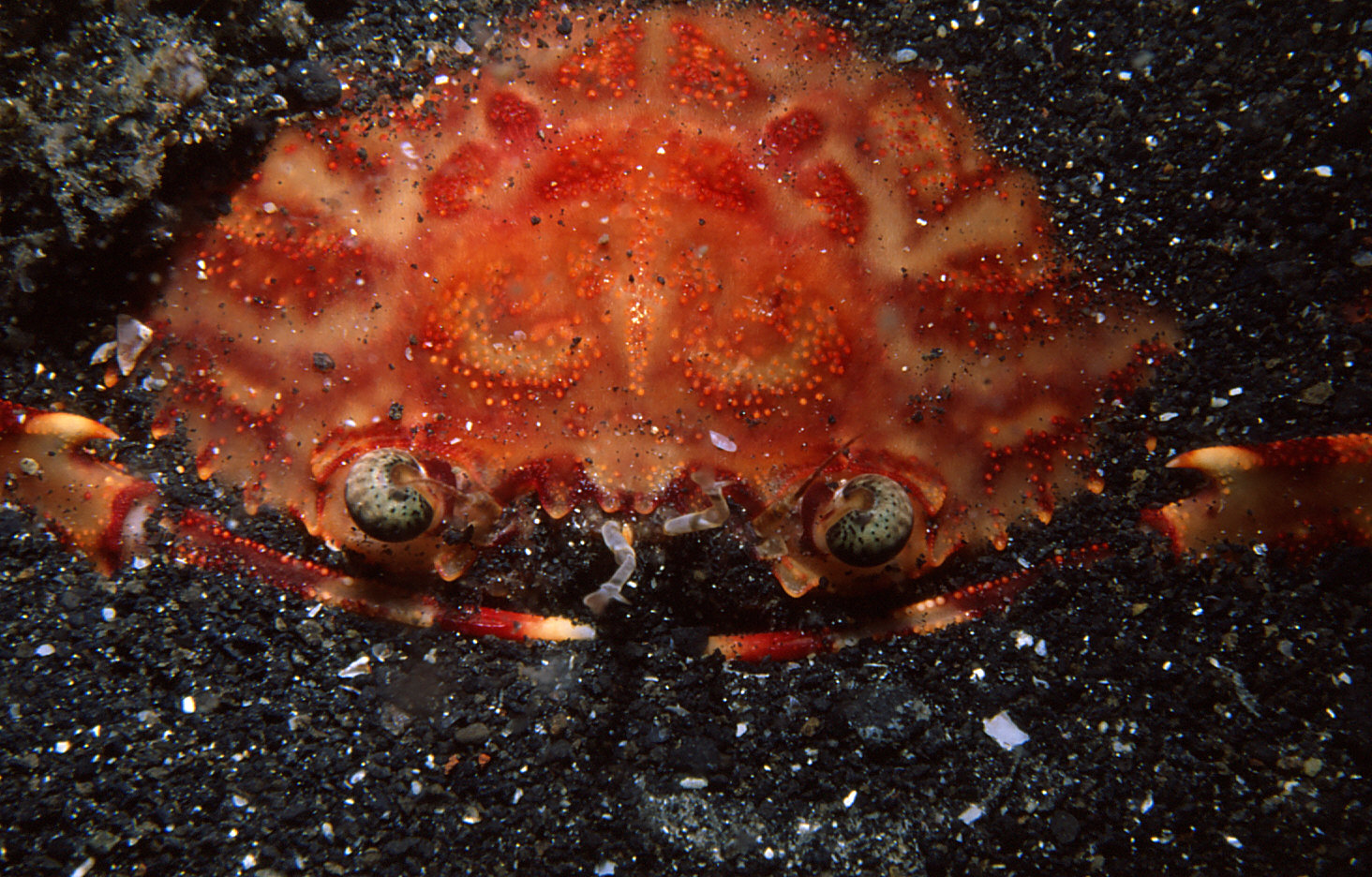 Lembeh Crab, copyright Andrew Snowhite.jpg