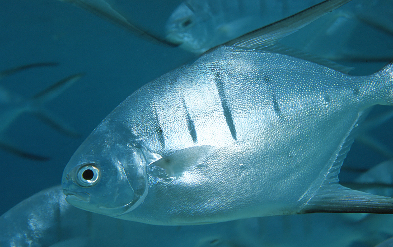 Bonaire Pompano, Copyright Andrew Snowhite.jpg