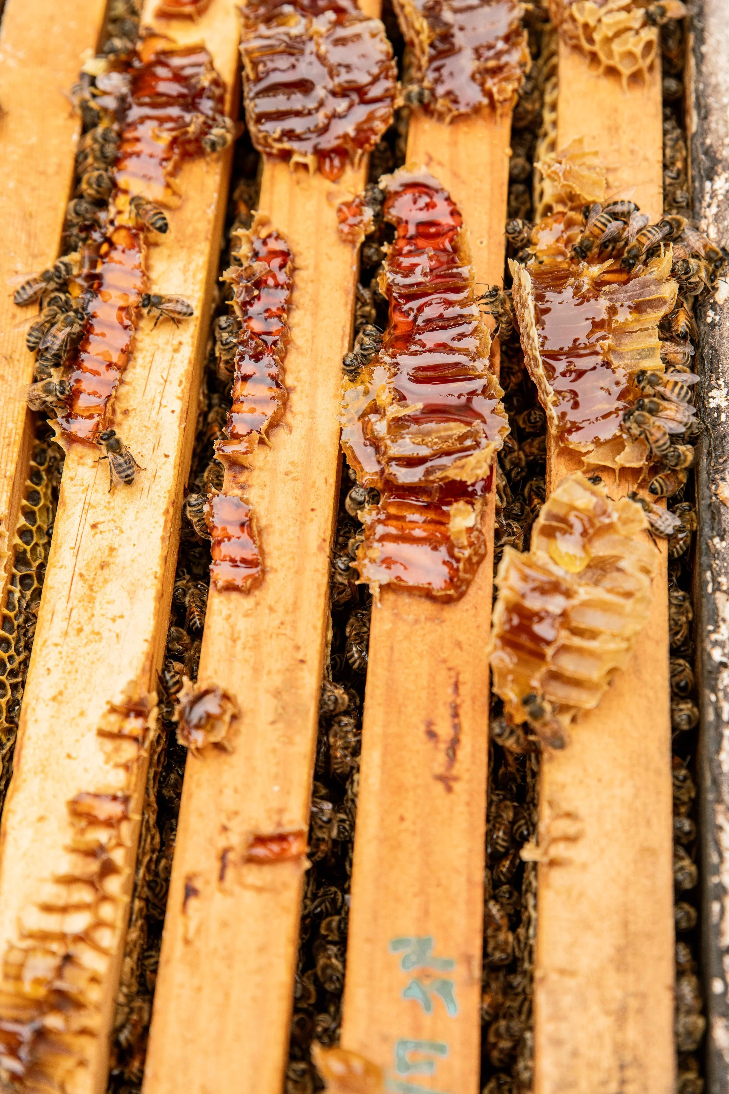 Bees & Cheese-70.JPG
