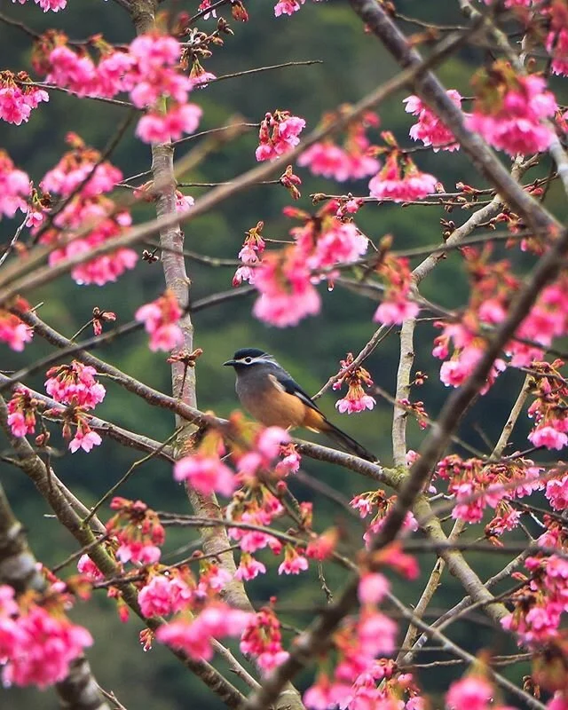 The cherry blossoms are blooming all over right now, but I bet you won’t get a private viewing like we had! 🌸
High in the mountains of Taroko Gorge we were surrounded by an abundance of bird species. Grey chinned minivets darted around while we sipped our coffee outside, their vibrant reds and yellows illuminating the trees. Taiwan Barbets called while Drongos flew from tree to tree. 🌸
The most prominent species flying around in large flocks was the White Eared Sibia, pictures above! The White Eared Sibia is endemic to Taiwan, and is quite common in higher elevations of coniferous and deciduous forests. .
.
.
.
.
.
.
.
.
#自然 #fantastic_earth #nature_wizards #birdsofinstagram #wildernessstones #wildernessnation #landscape_hunter #landscape_lover #birdphotography #nutsaboutbirds #landscapehunter #landscapelover #birds_captures #landscapephotography #cherryblossom🌸 #birds_adored #birdwatchingphotography #cherryblossomseason #iformosa #landscape_specialist #natgeo #nationalgeographic #naturephotography #nature_perfection #ourplanetdaily #worldnomads #台灣 #bpintaiwan #gohiking #adventure