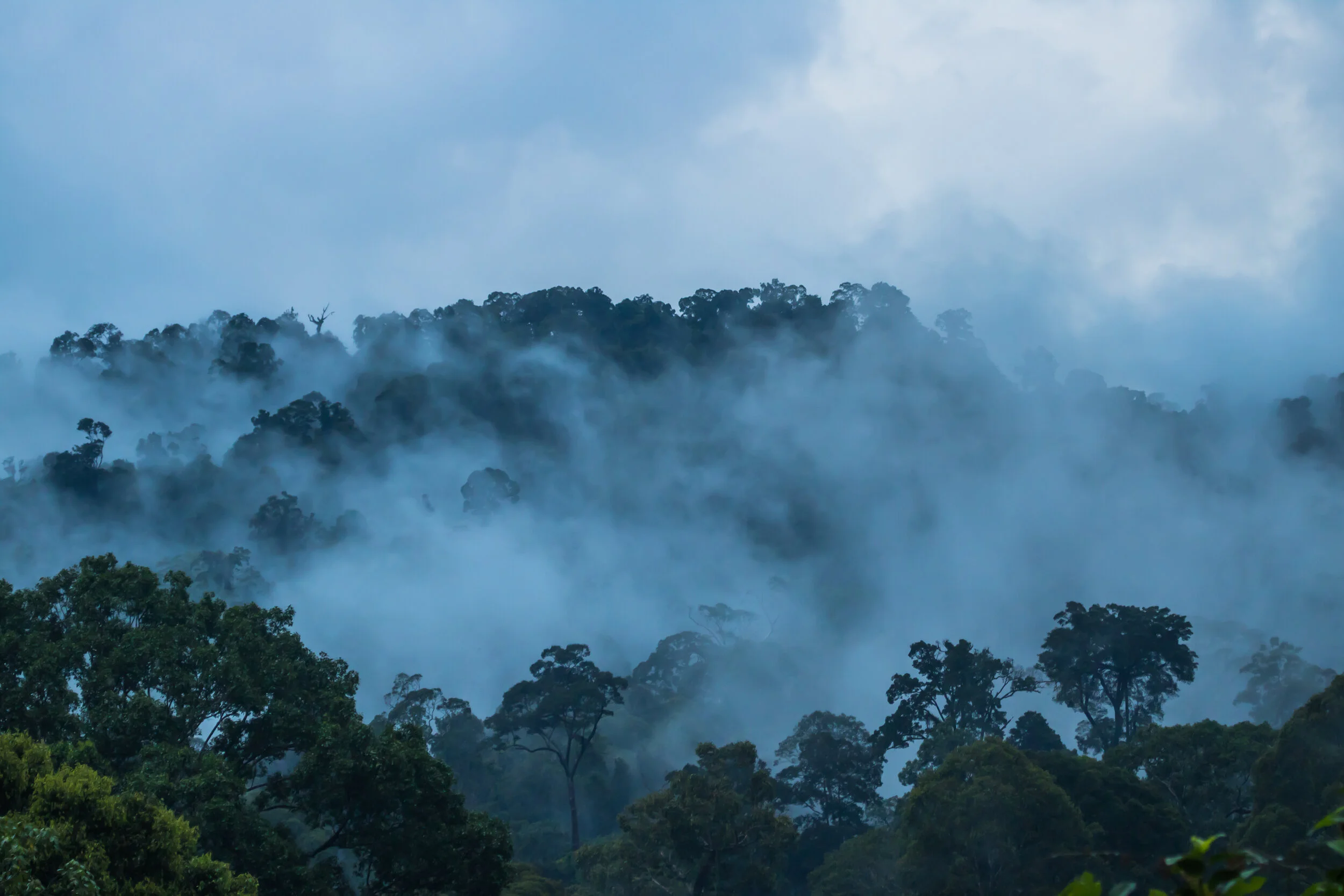 Danum Valley Borneo Malaysia Wildlife  (112 of 192).jpg