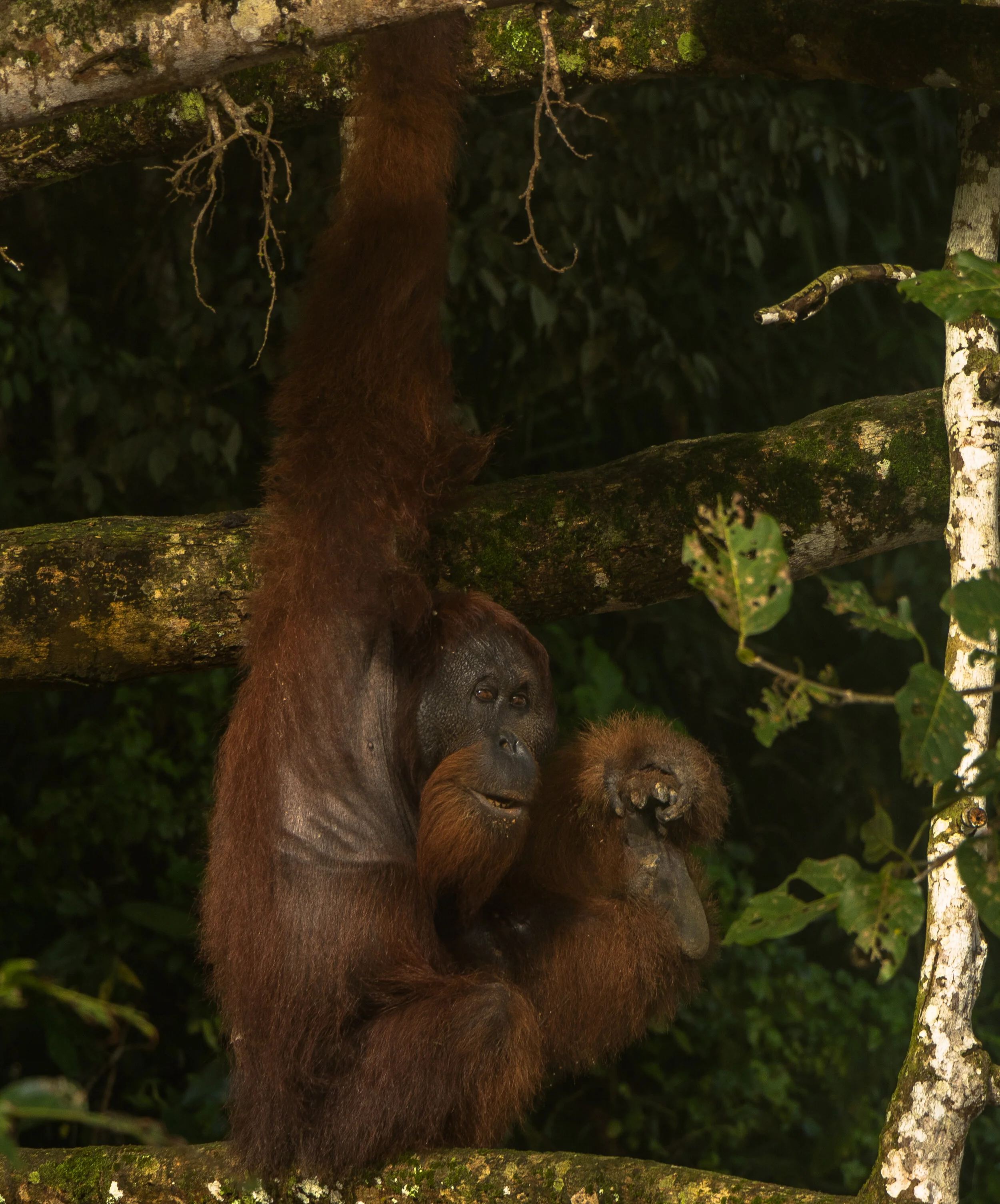 Danum Valley Borneo Malaysia Wildlife  (107 of 192).jpg
