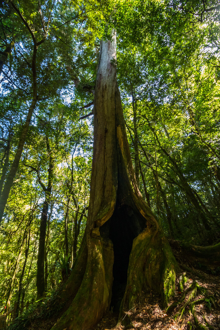 Smangus Zhenxibao Taiwan Hiking Indigineous Tribe Atayal Ryan Hevern Ancient Cypress Trees (34 of 52).jpg