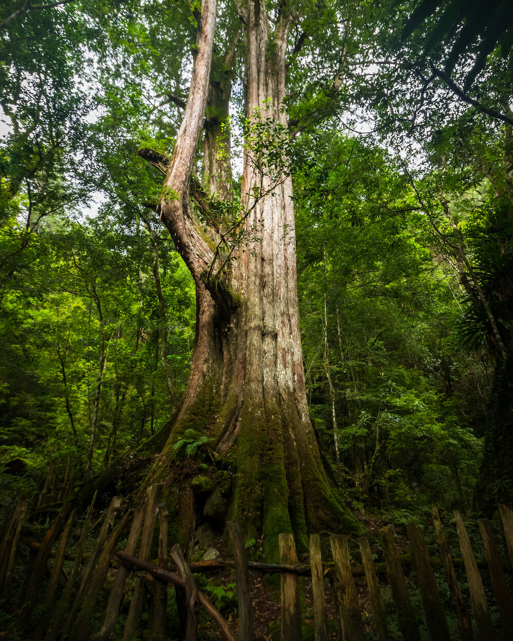 Smangus Zhenxibao Taiwan Hiking Indigineous Tribe Atayal Ryan Hevern Ancient Cypress Trees (13 of 52).jpg