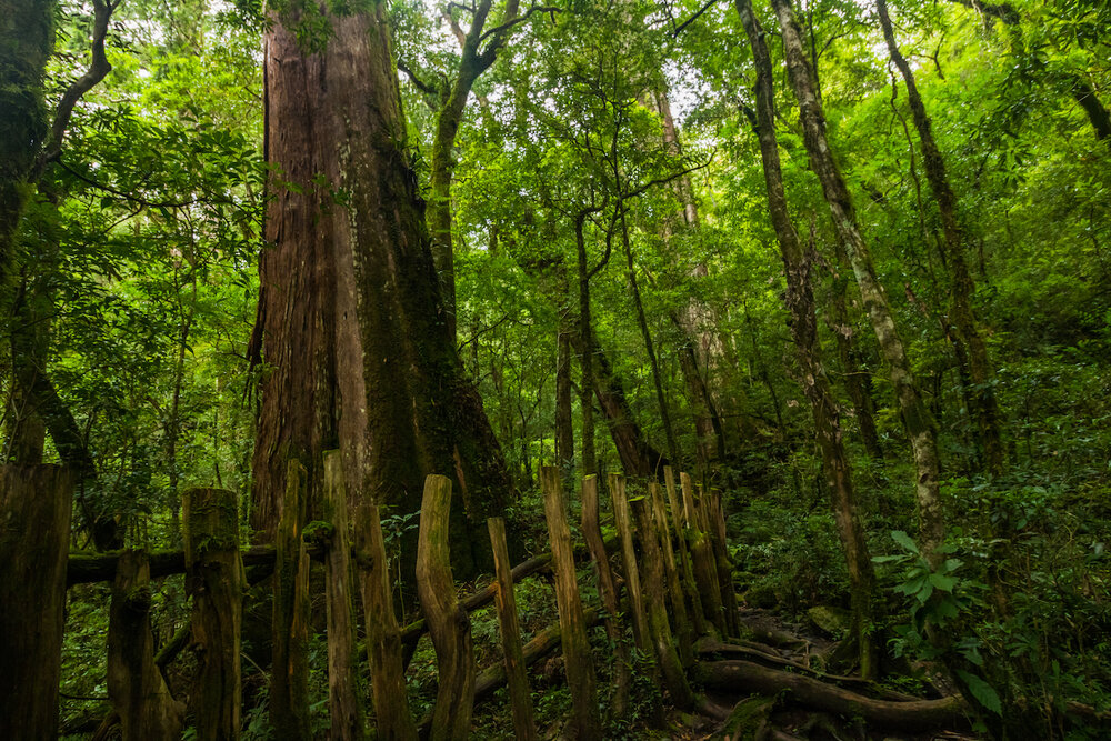 Smangus Zhenxibao Taiwan Hiking Indigineous Tribe Atayal Ryan Hevern Ancient Cypress Trees (15 of 52).jpg