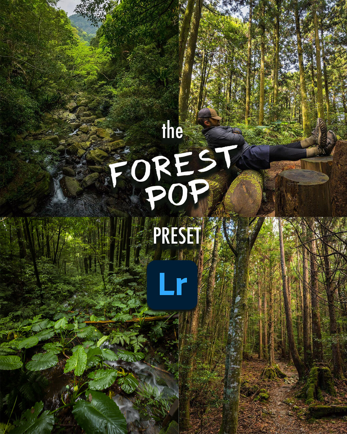 forest pop.jpg