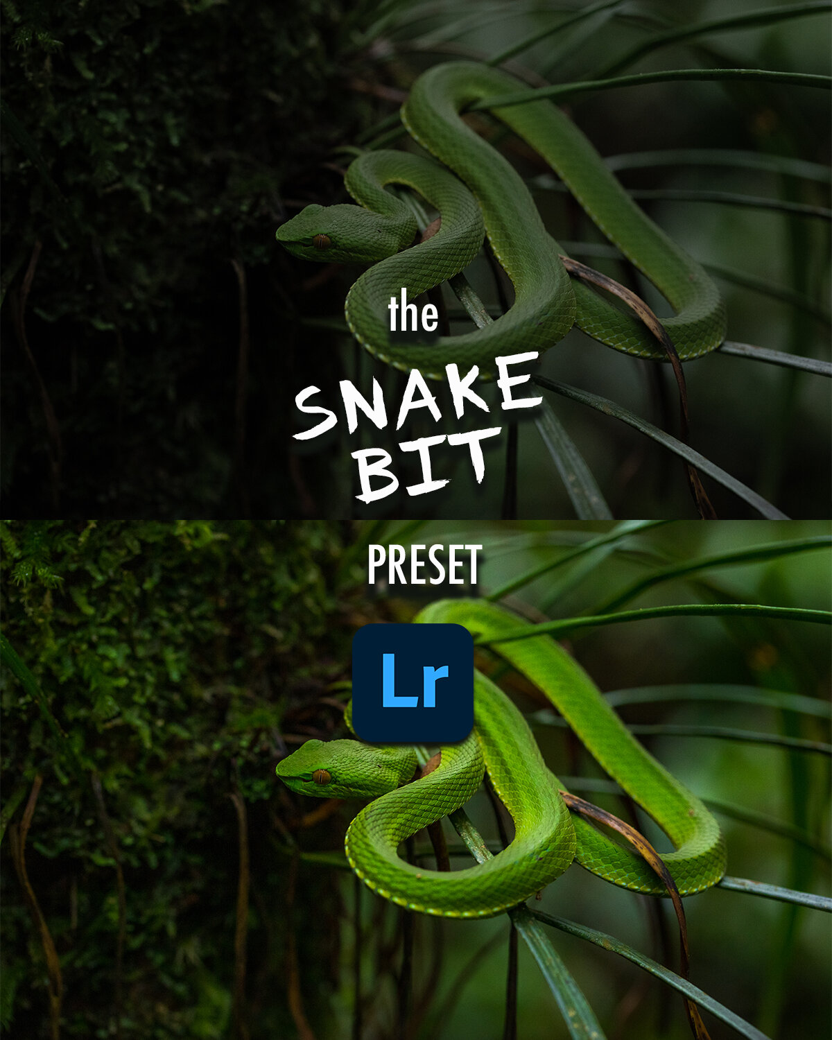 the snake bit.jpg
