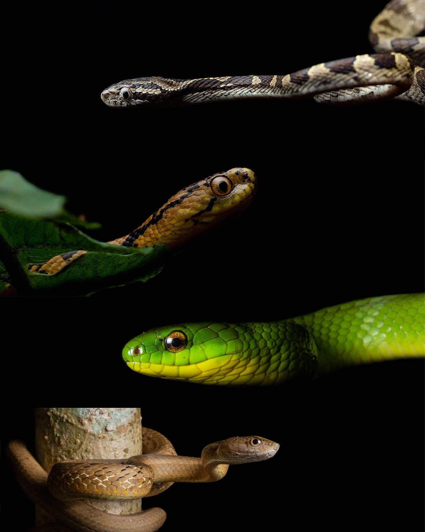 Some common snakes of Taiwan. Man I can&rsquo;t wait to go night hiking again!

1. Square Headed Cat Snake morph (Boiga kraepelini)

This snake is mildly venomous, but a bite is harmless to humans. They are rear fanged and live in the trees.

2. Atay