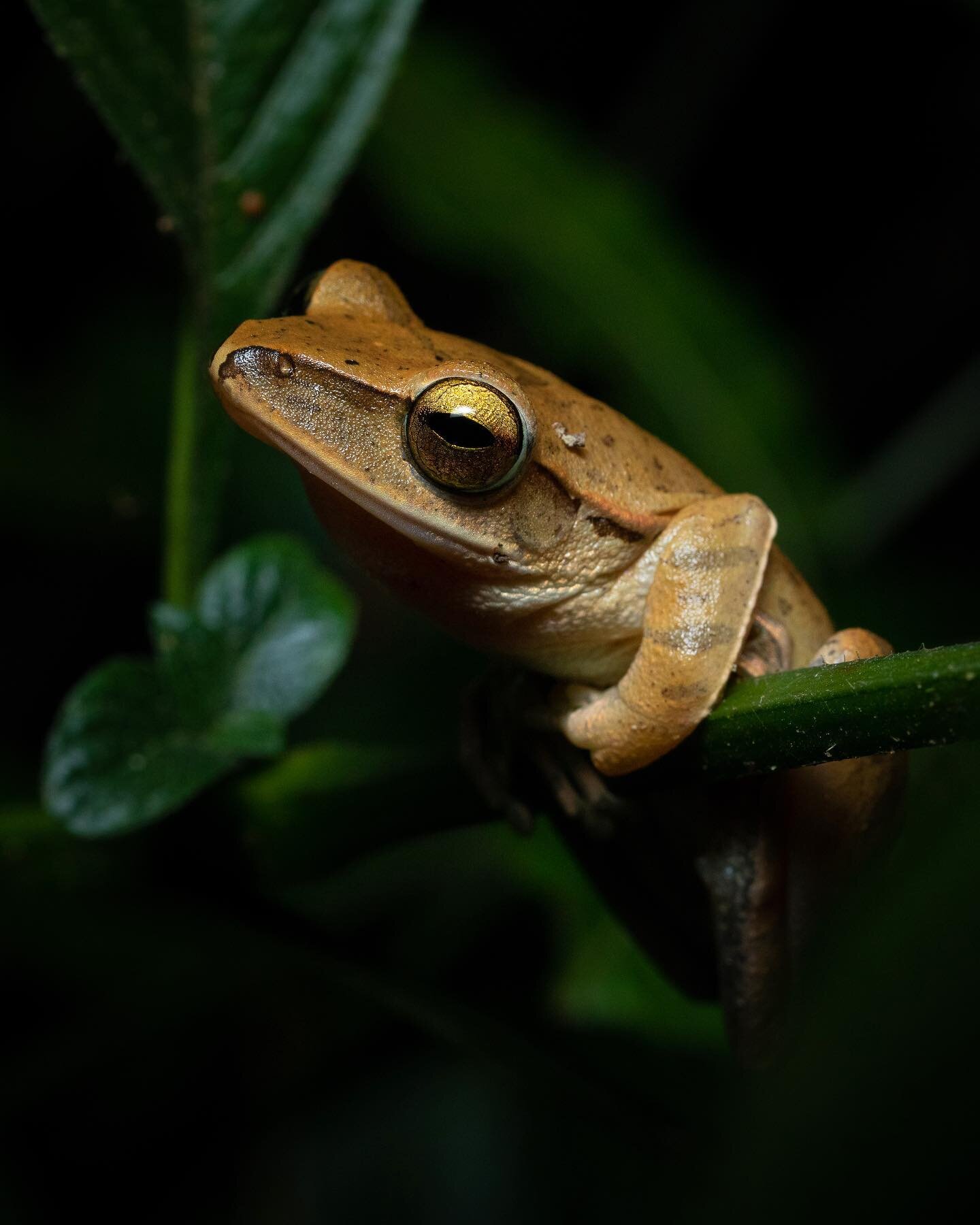 This is either:

A) Polypedates braueri 
or
B) Polypedates megacephalus 

One is endemic to Taiwan (A), and the other is an invasive species (B). The thing is, they are nearly identical in every way. To truly tell the difference a DNA test is needed.