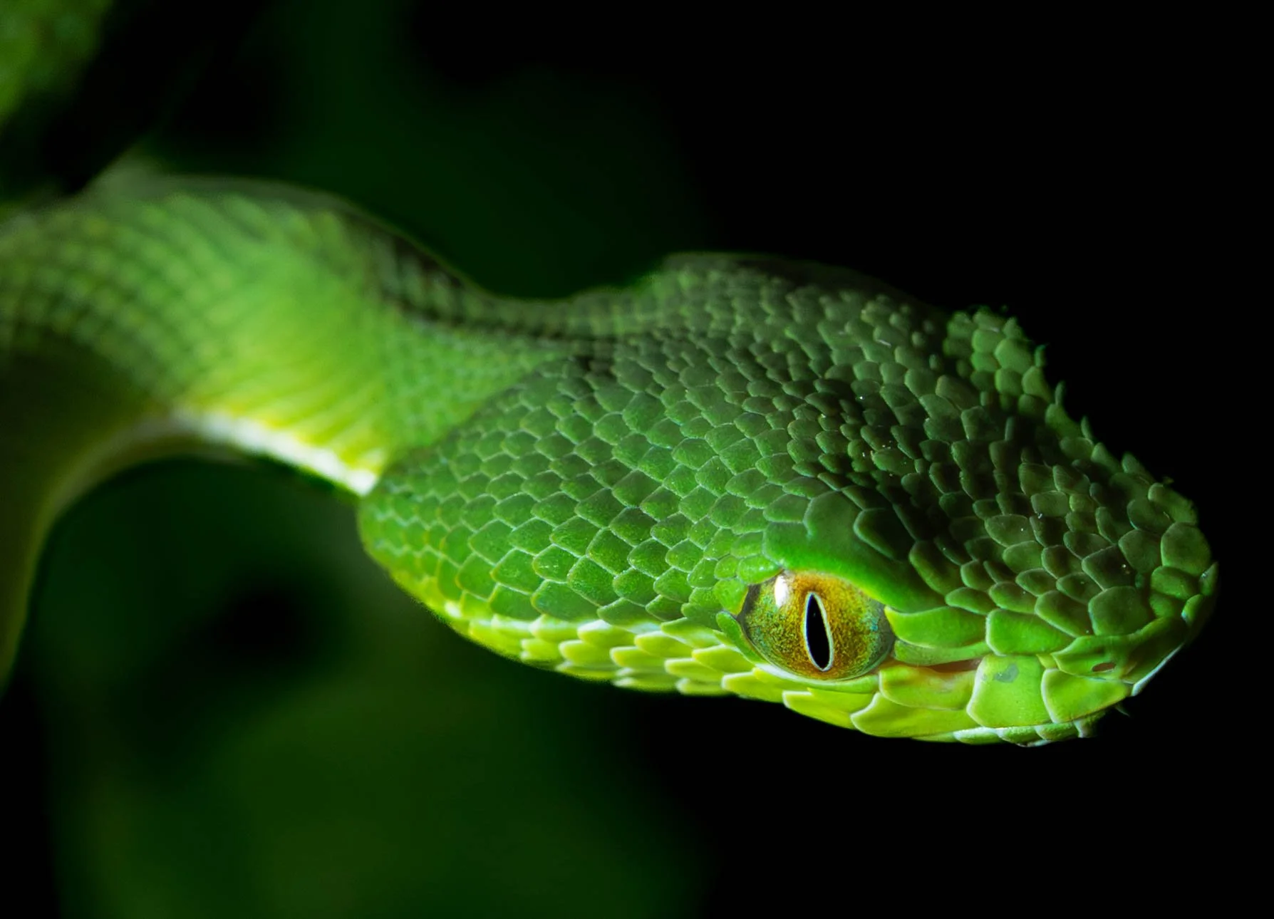 Snakes-Frogs-Herping-Taipei-Taiwan-2025-13.jpg