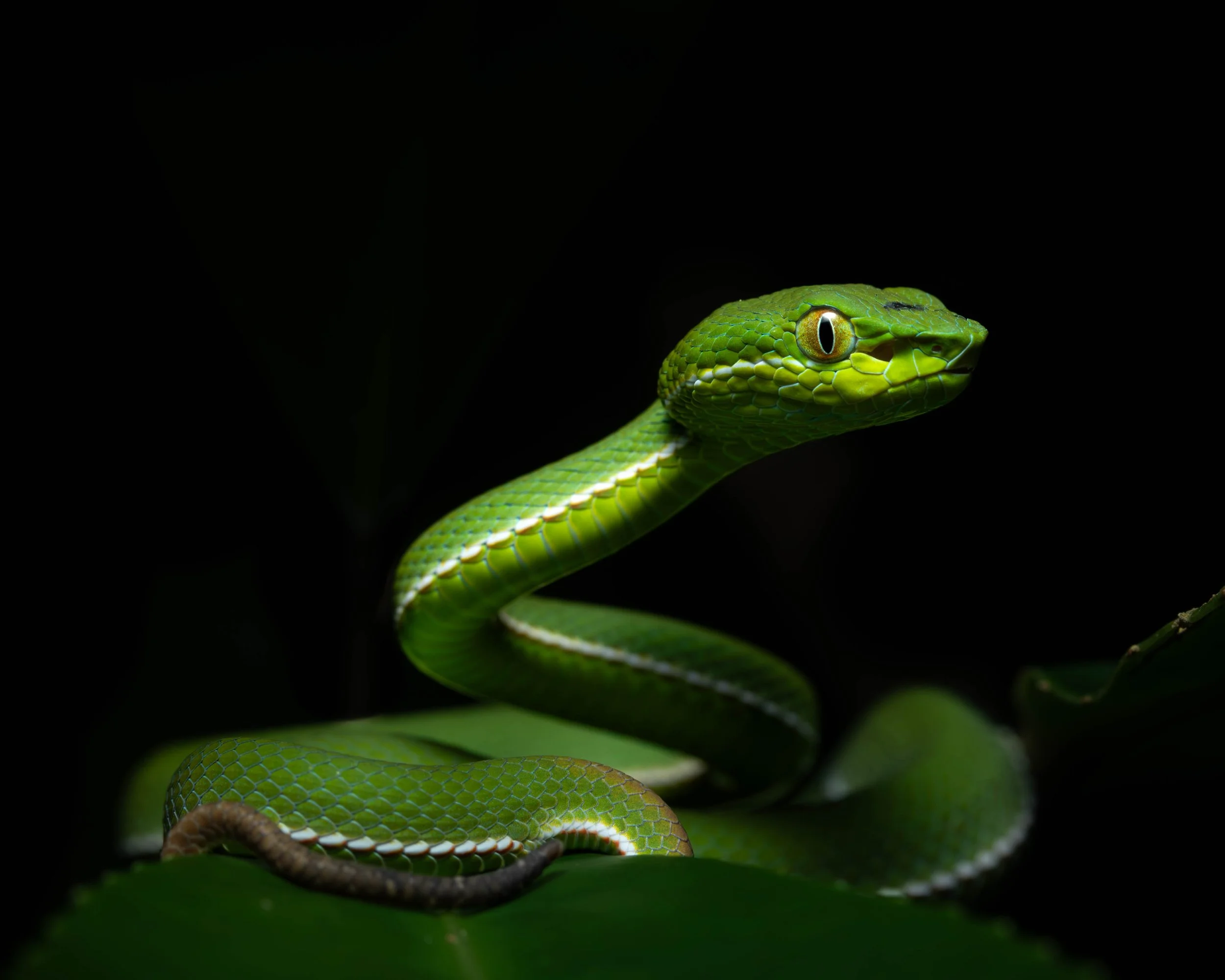 Snakes-Frogs-Herping-Taipei-Taiwan-2025-27.jpg