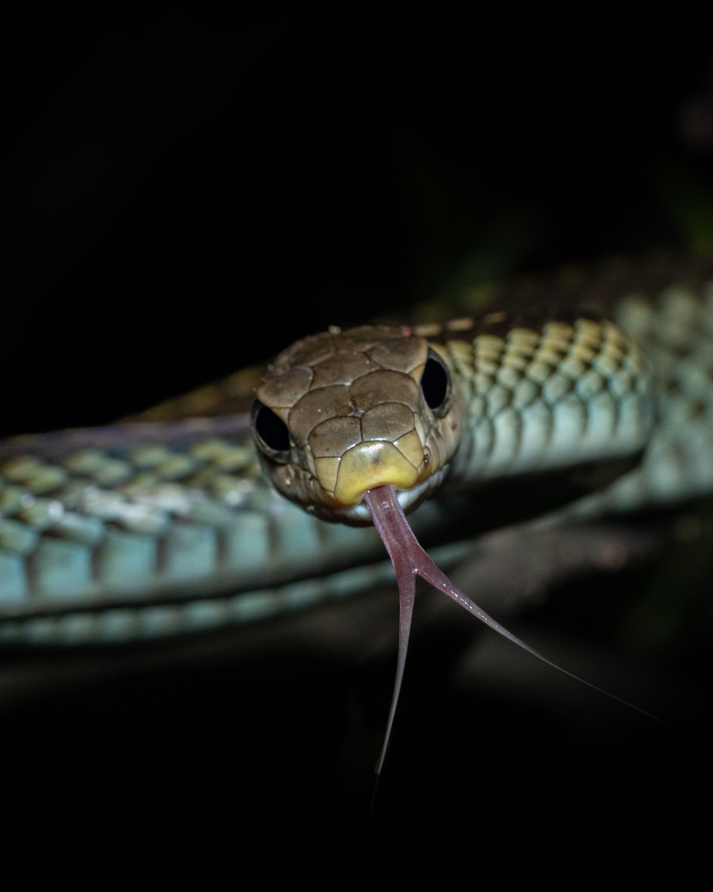 Yangmingshan wildlife taiwan taipei adventure outings ryan hevern night hike  (23 of 28).jpg