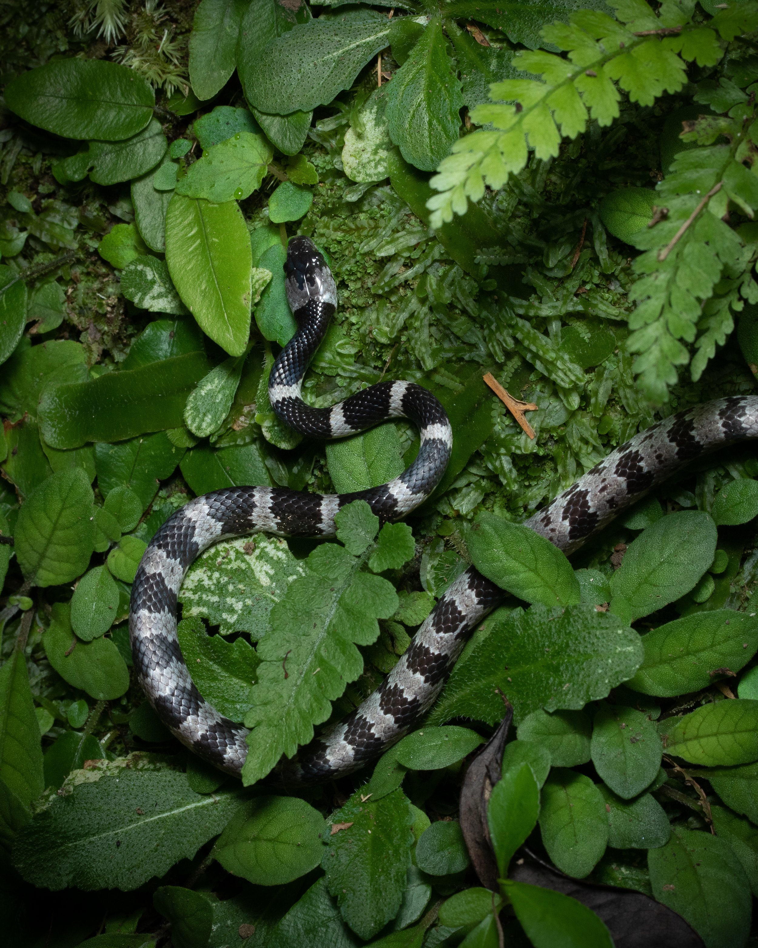 Yangmingshan wildlife taiwan taipei adventure outings ryan hevern night hike  (25 of 28).jpg