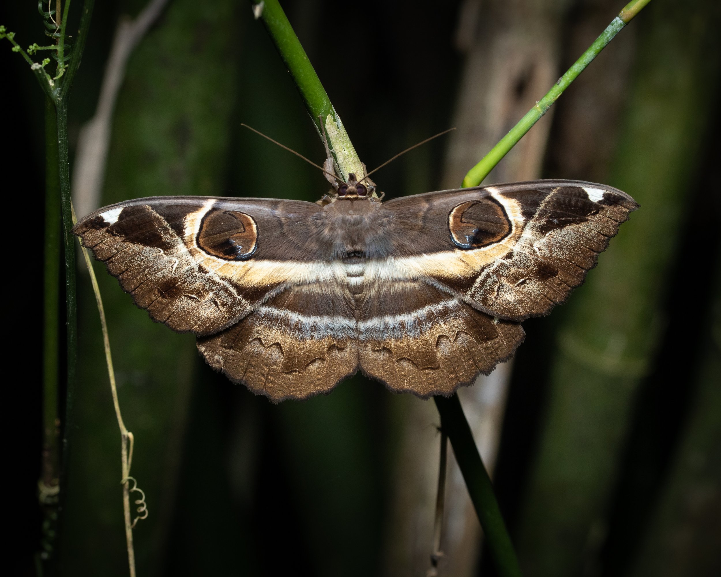 Yangmingshan wildlife taiwan taipei adventure outings ryan hevern night hike  (5 of 28).jpg