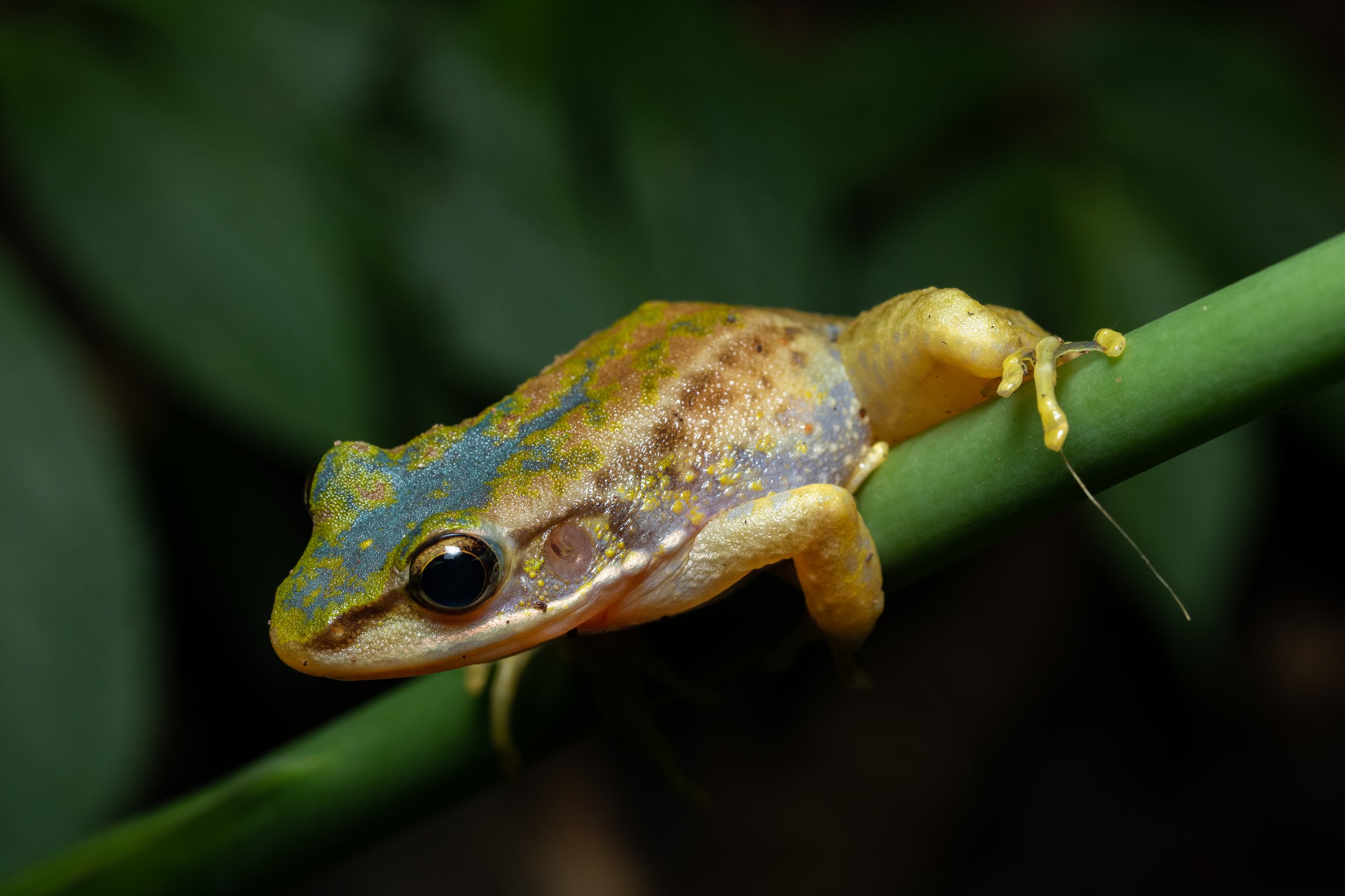 Yangmingshan wildlife taiwan taipei adventure outings ryan hevern night hike  (9 of 28).jpg