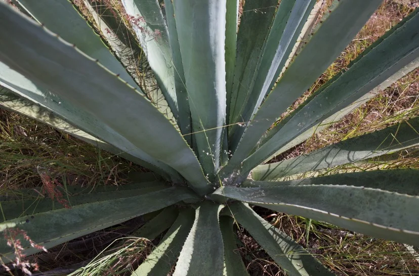 [PAST EVENT] Cantera Negra Tequila Tasting &amp; Taco Pairing Lunch