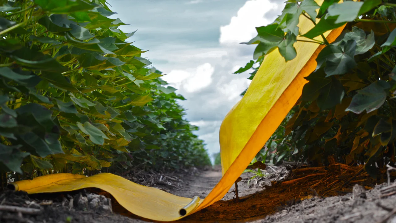 Cotton Pest Management - beat sheet in crop.jpg