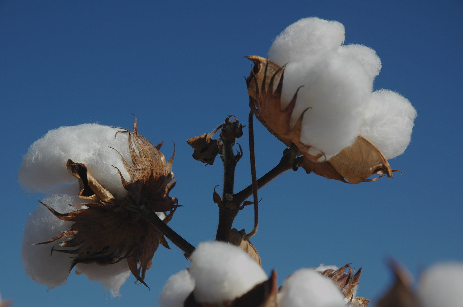 Cotton — AgSkilled