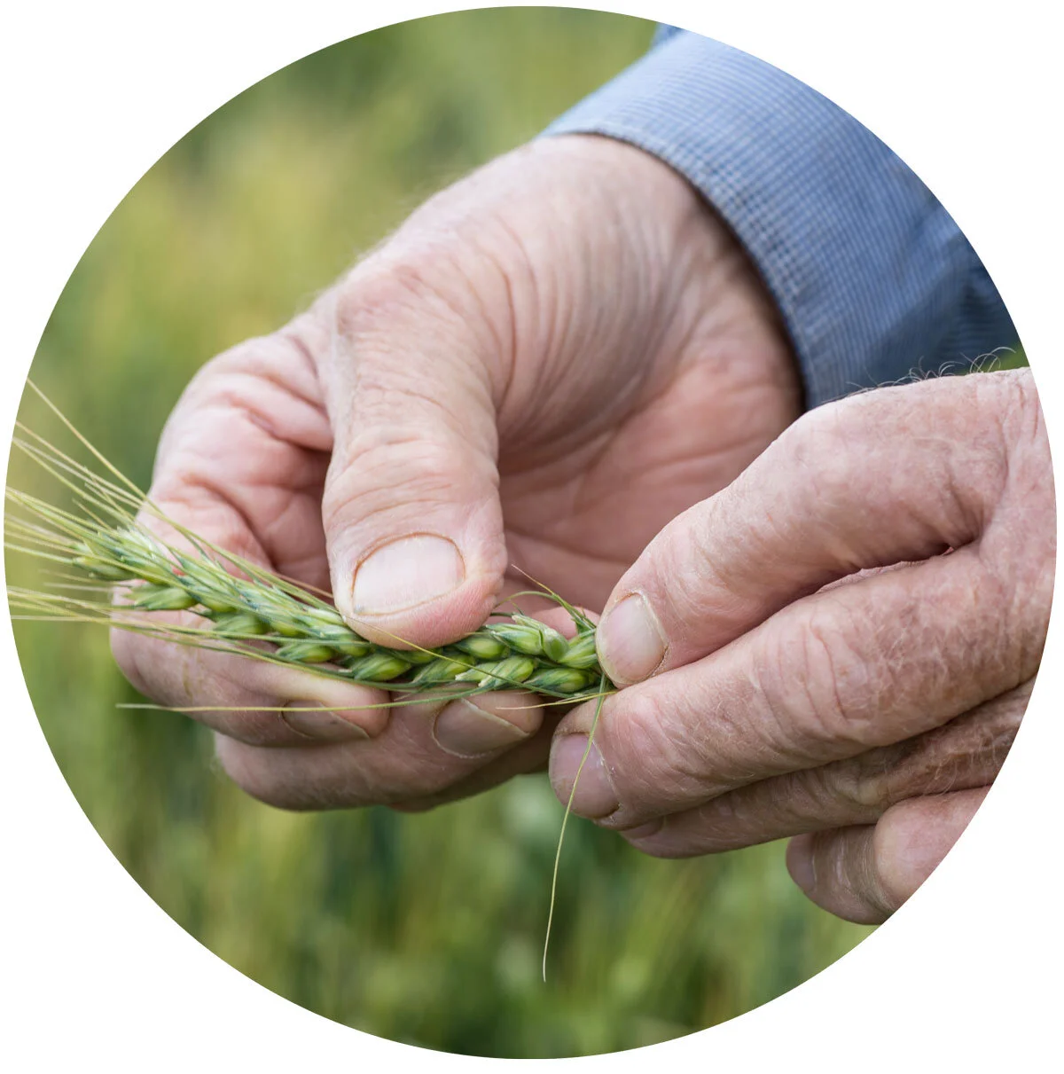 Photo: Copyright Nicole Baxter, GRDC