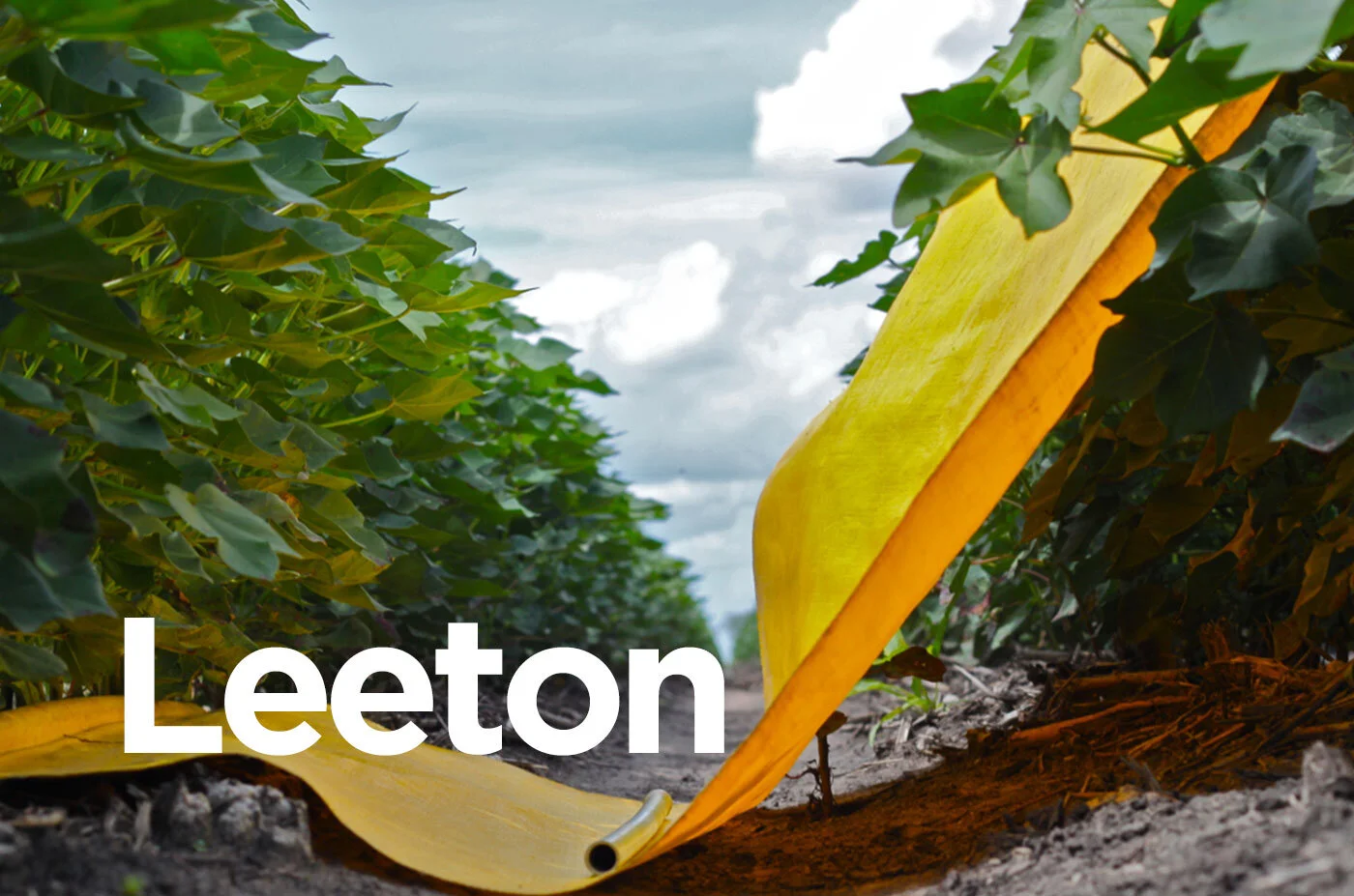 cotton_pest_leeton.jpg