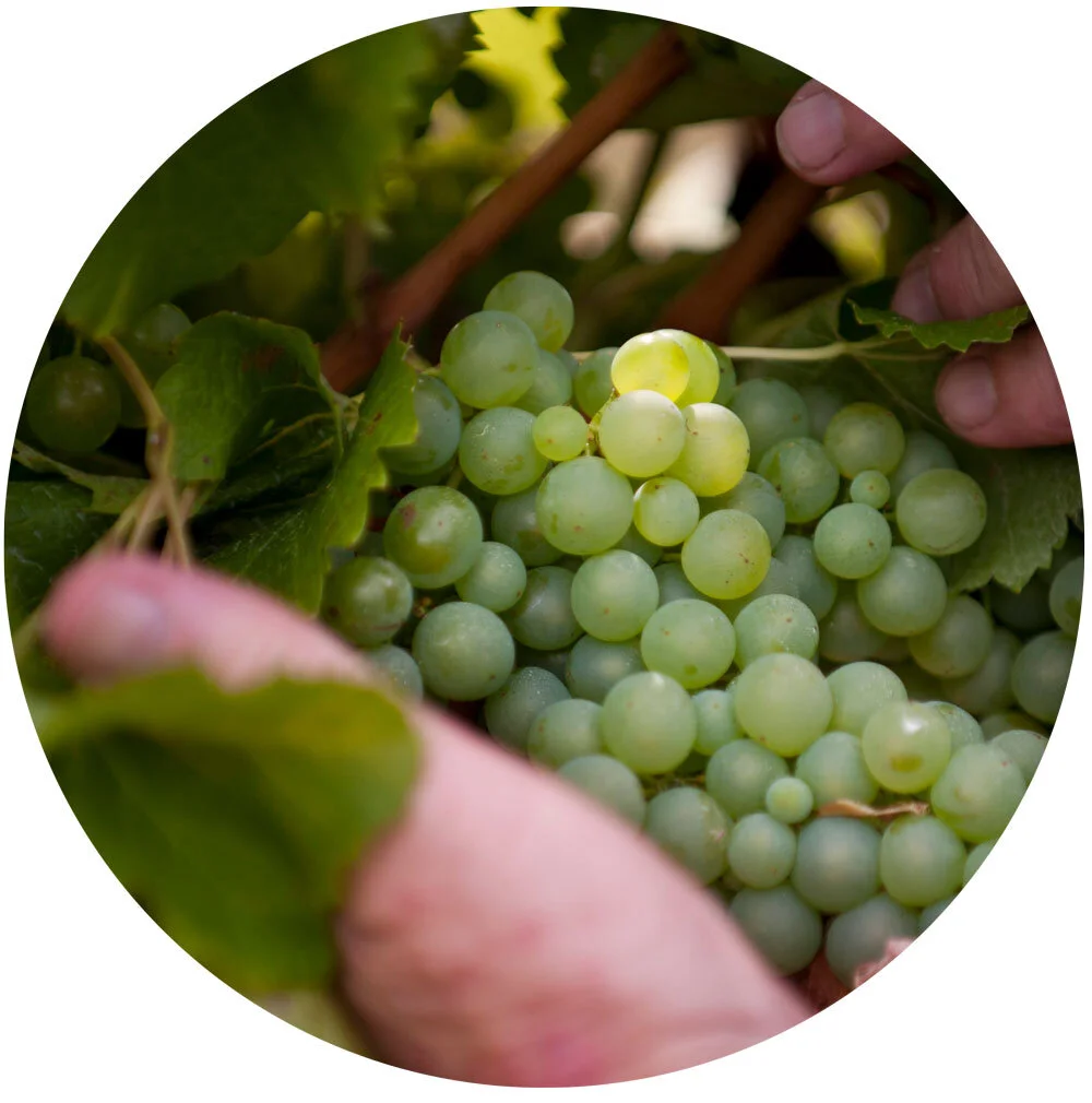 circle_photos_grapes.jpg