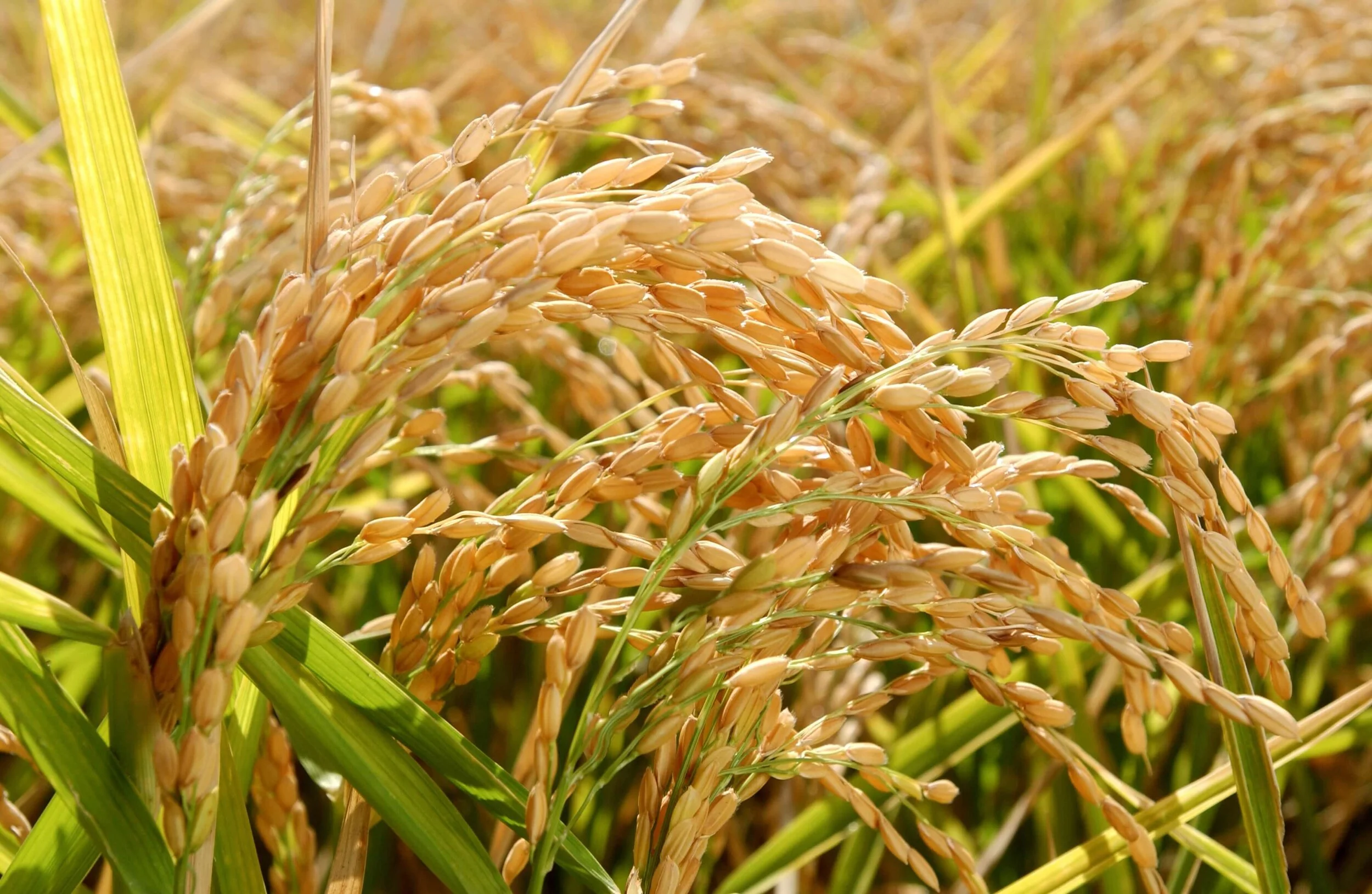 Close up of rice plant Sunrice.jpg