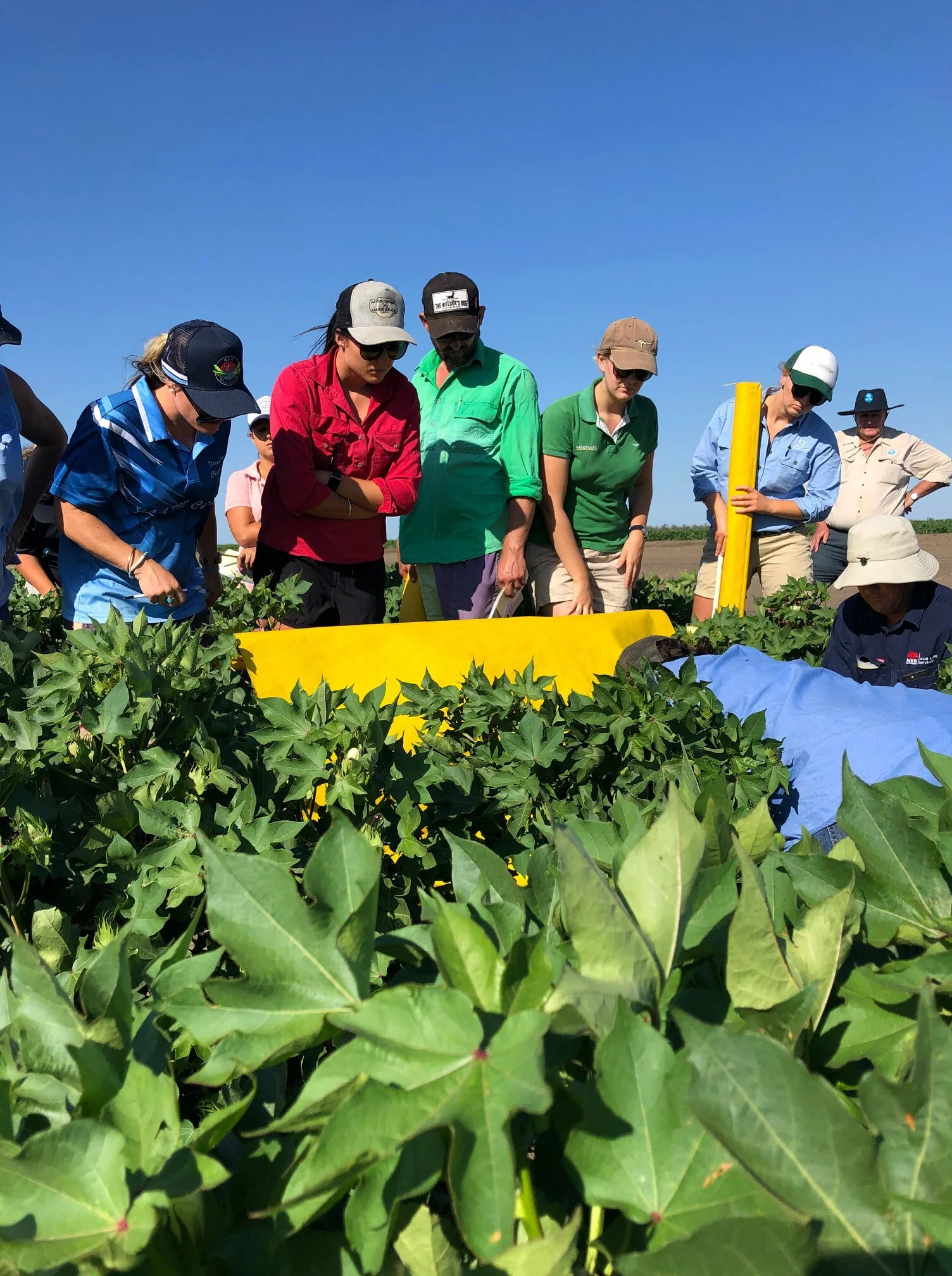 Cotton Pest Management Image.jpg