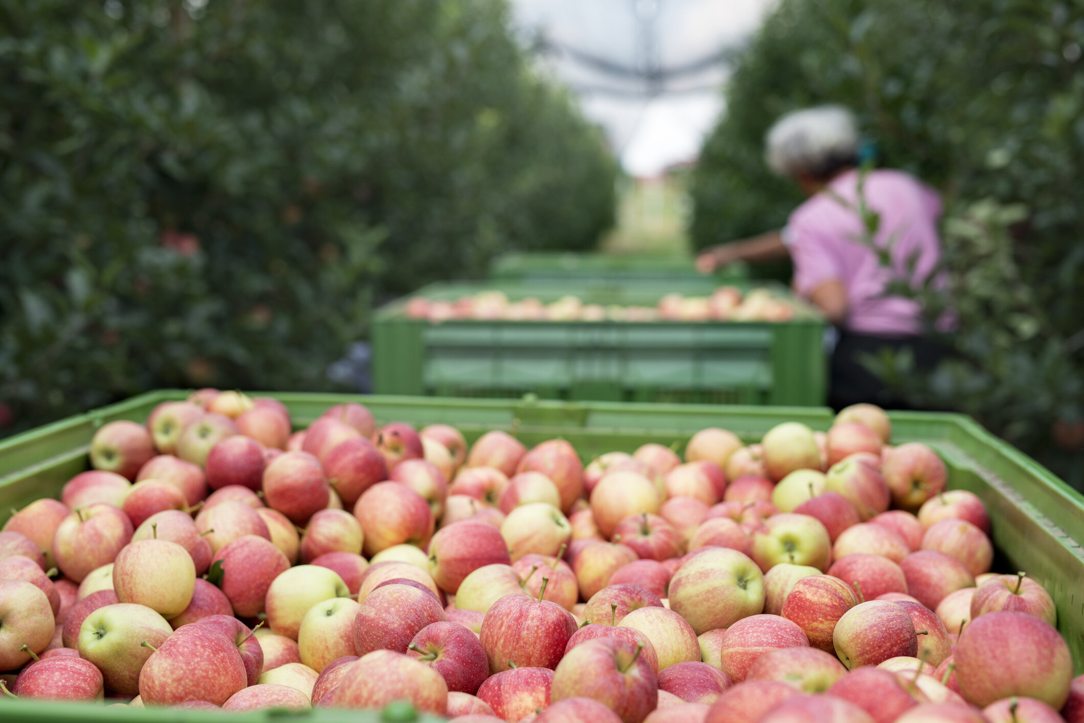 Apple harvest photo.jpg