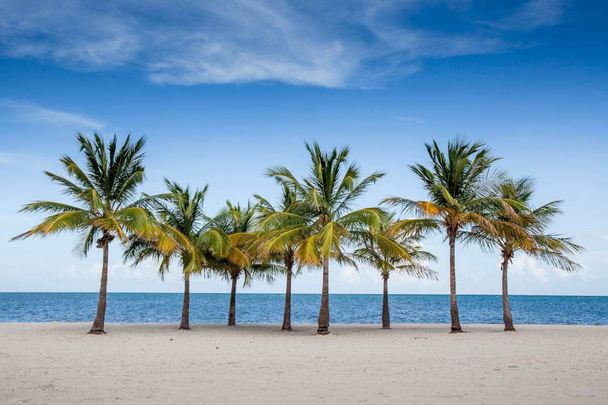 belleaire beach palm trees.jpg