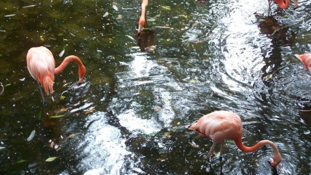 Homosassa_flamingoes-e198faac-db307116.png