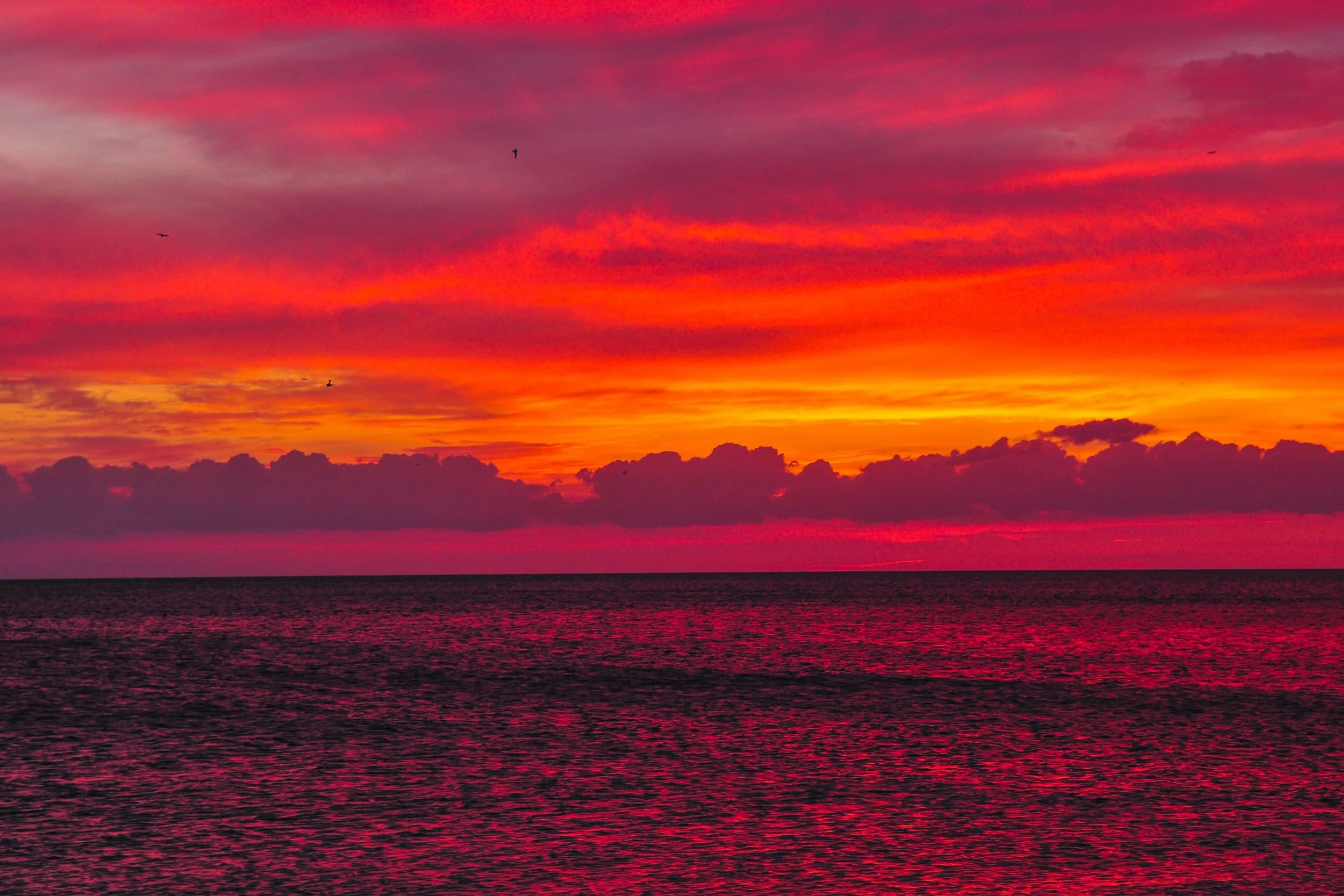 Fun Things To Do In The Tampa Bay Area This Weekend (1/1-1/3)