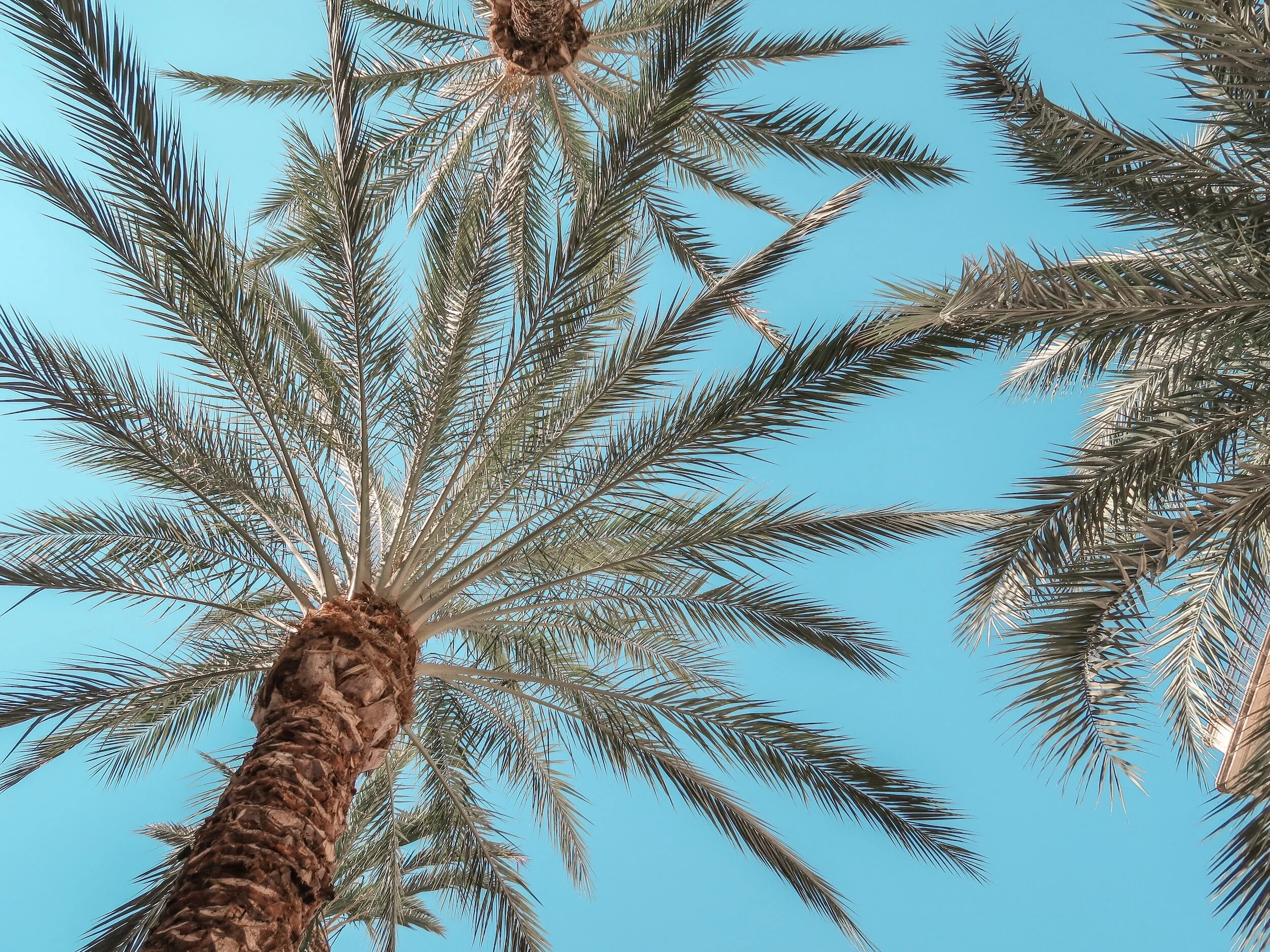 Free Activities To Do in Tampa Bay