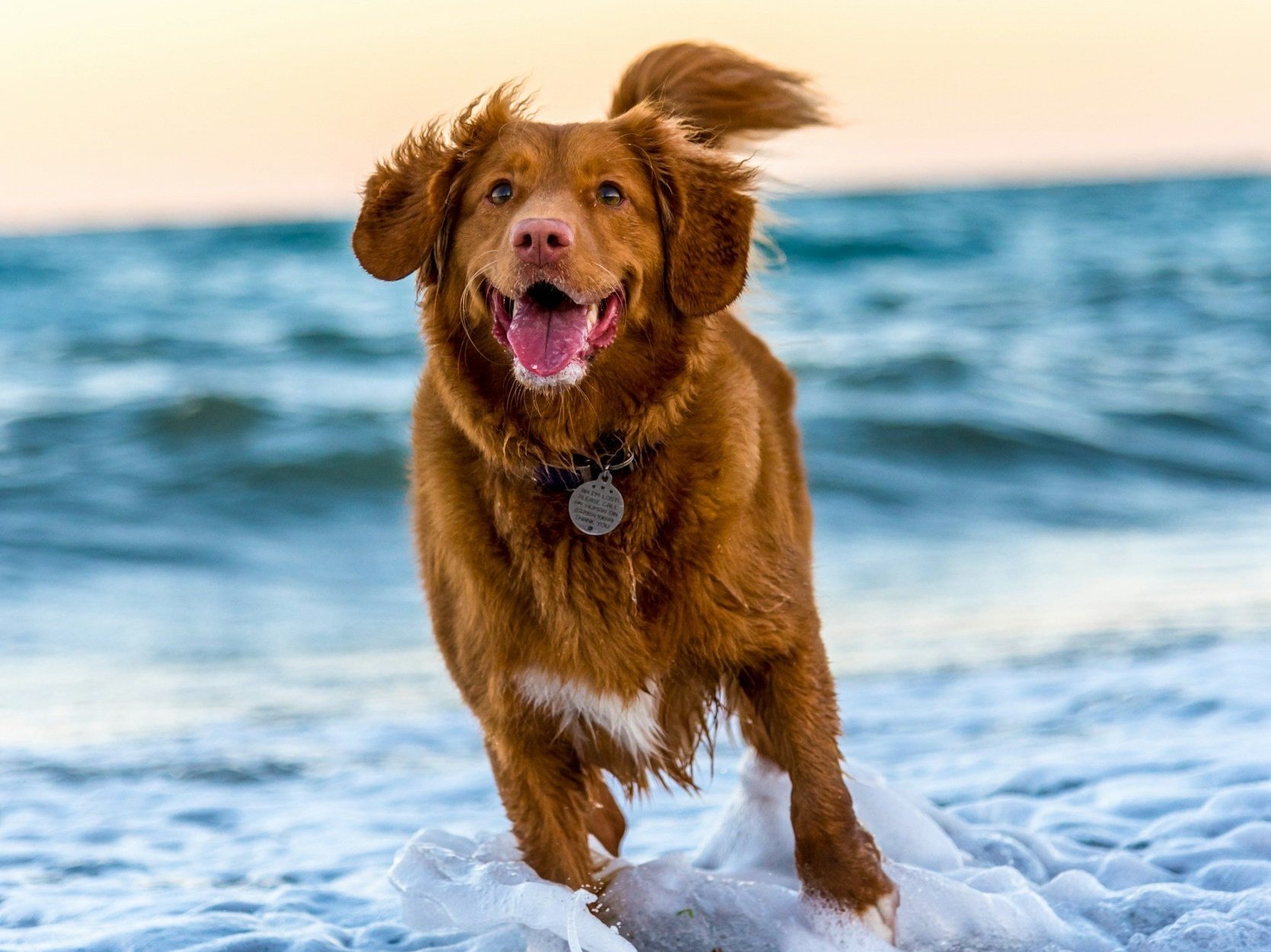 Welcome to the Davis Island Dog Beach