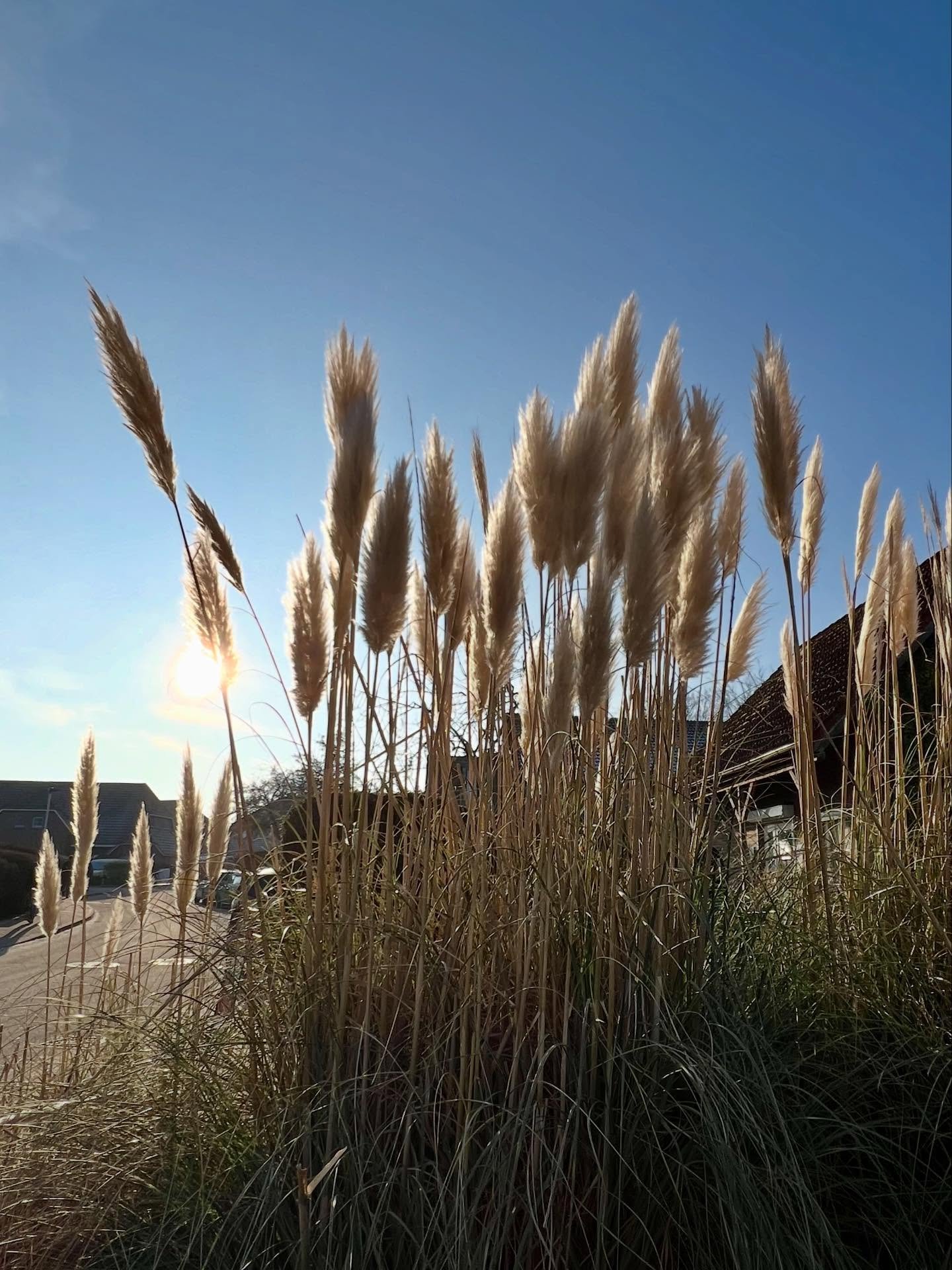Hallo &amp; einen sch&ouml;nen Montag! 
❄️✨❄️✨❄️✨❄️✨

Es ist zwar unglaublich kalt, aber die Luft ist herrlich klar &ndash; und sobald sich der blaue Himmel zeigt, sieht alles gleich viel sch&ouml;ner aus. 🌾💙

Wir w&uuml;nschen allen einen guten St