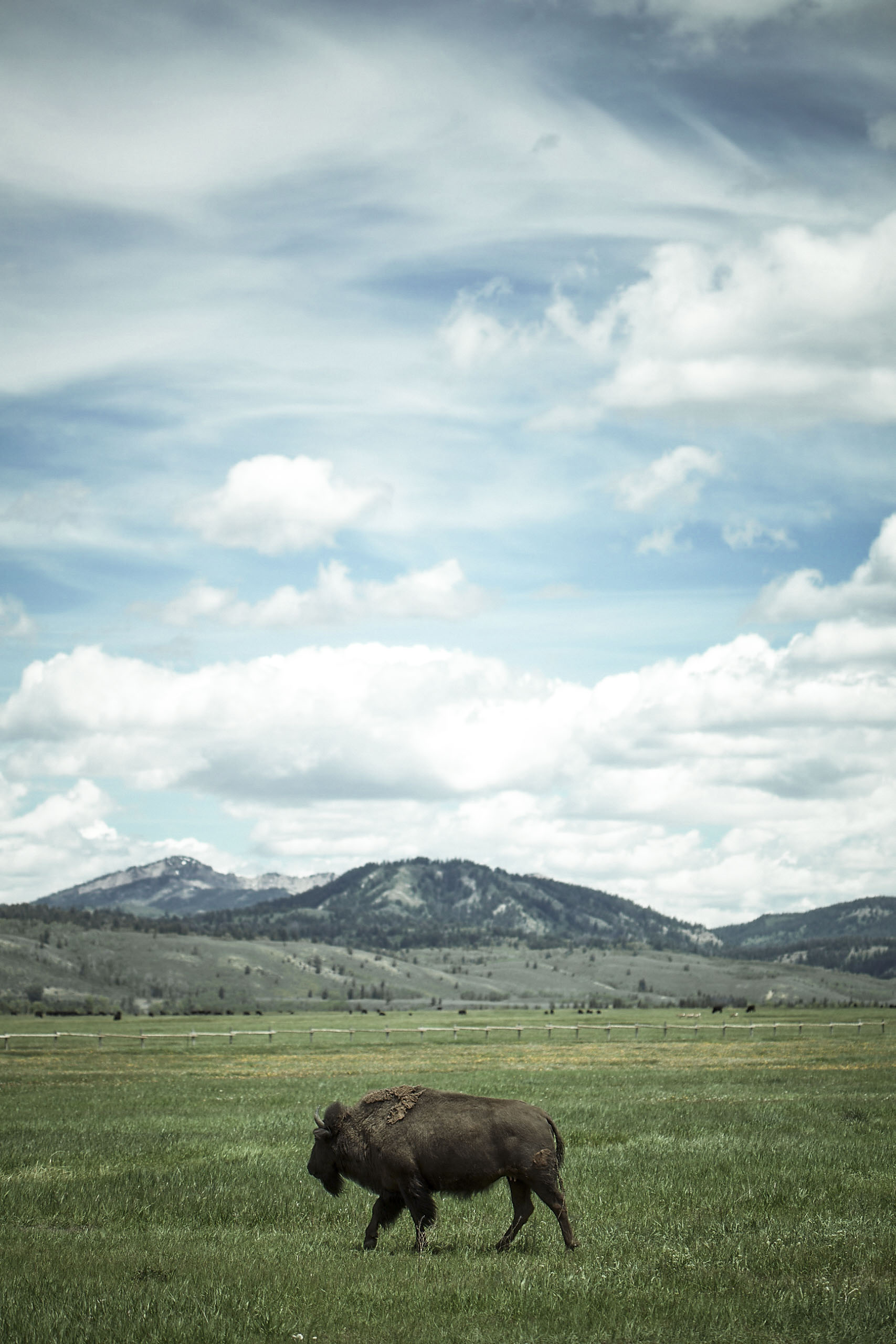 WyomingProjectCowboy_016clrversions_1.jpg