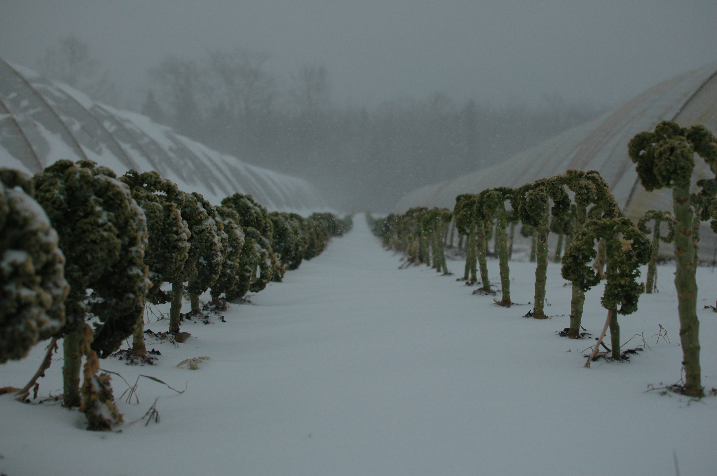 kale plantation