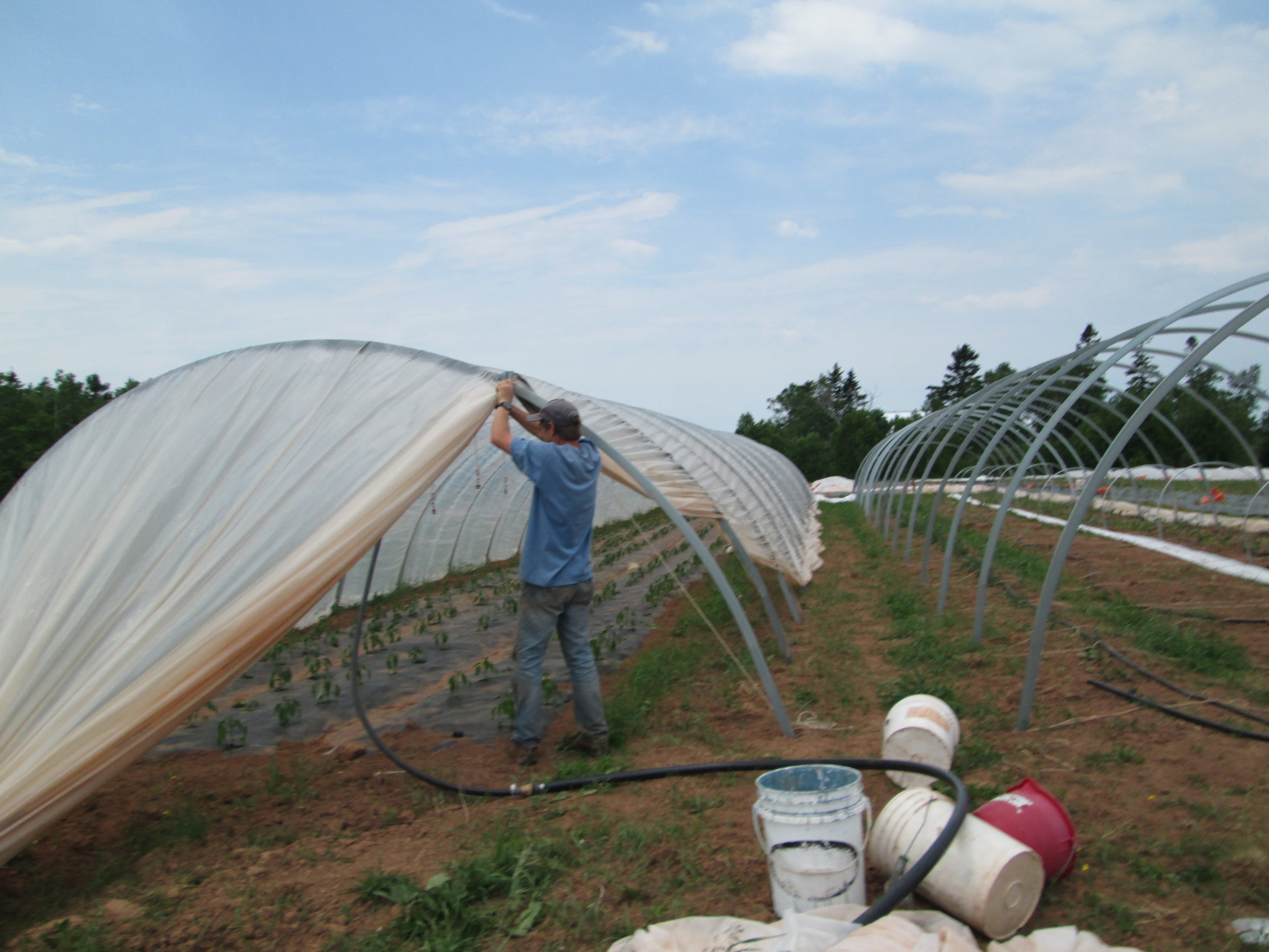 opening the hoophouse