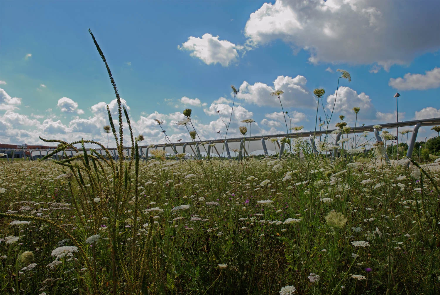Wild Flower Field at Infineon Technologies AG - Neubiberg