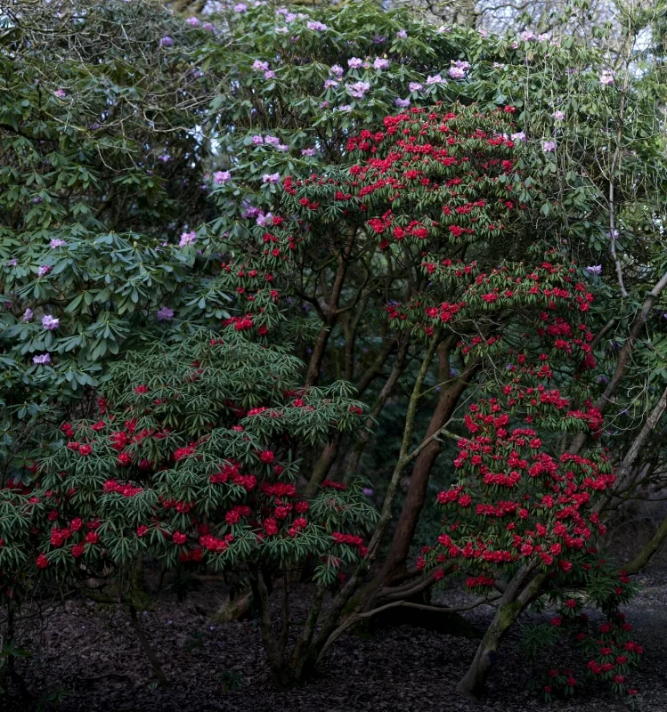 Romantic Nature-3.jpg