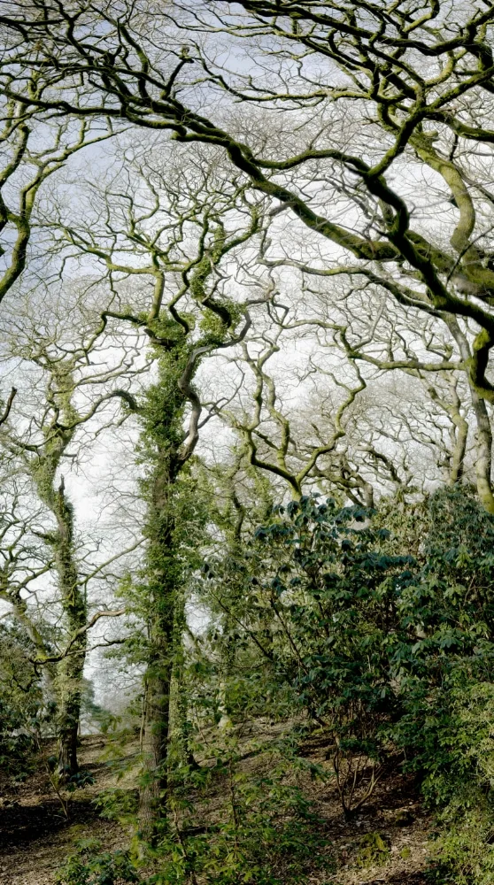 Romantic Nature-2.jpg