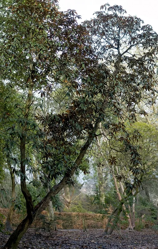 Pano-Rhod14dec11.jpg