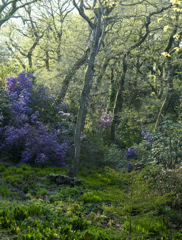Romantic Nature-16.jpg