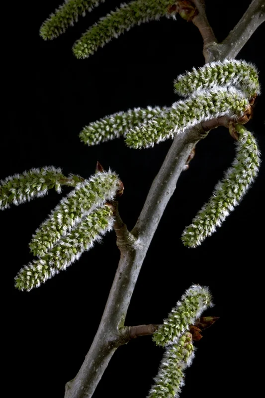 Aspen - Populus tremula
