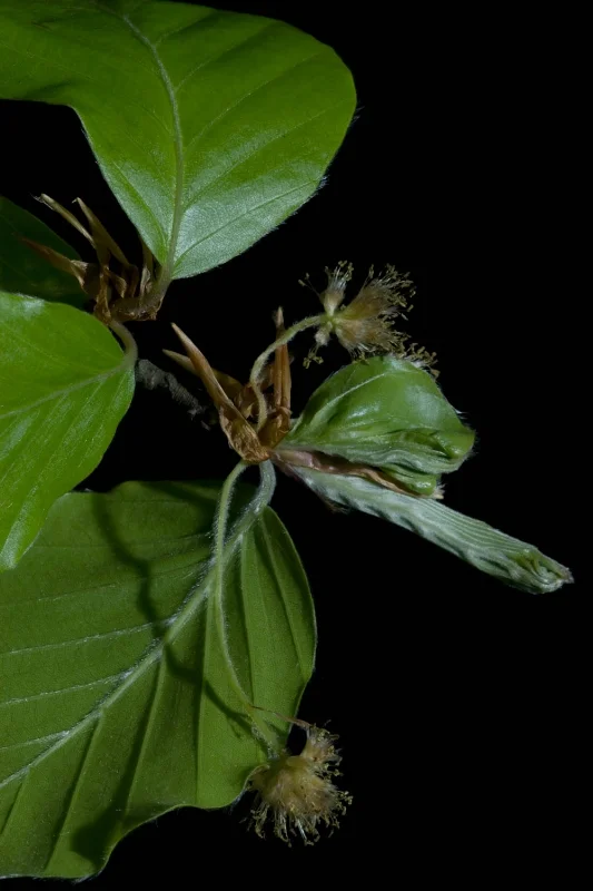 Beech - Fagus sylvatica