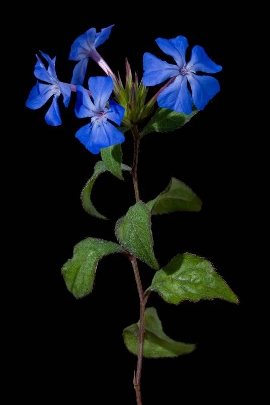 Cerato - Ceratostigma willmottianum